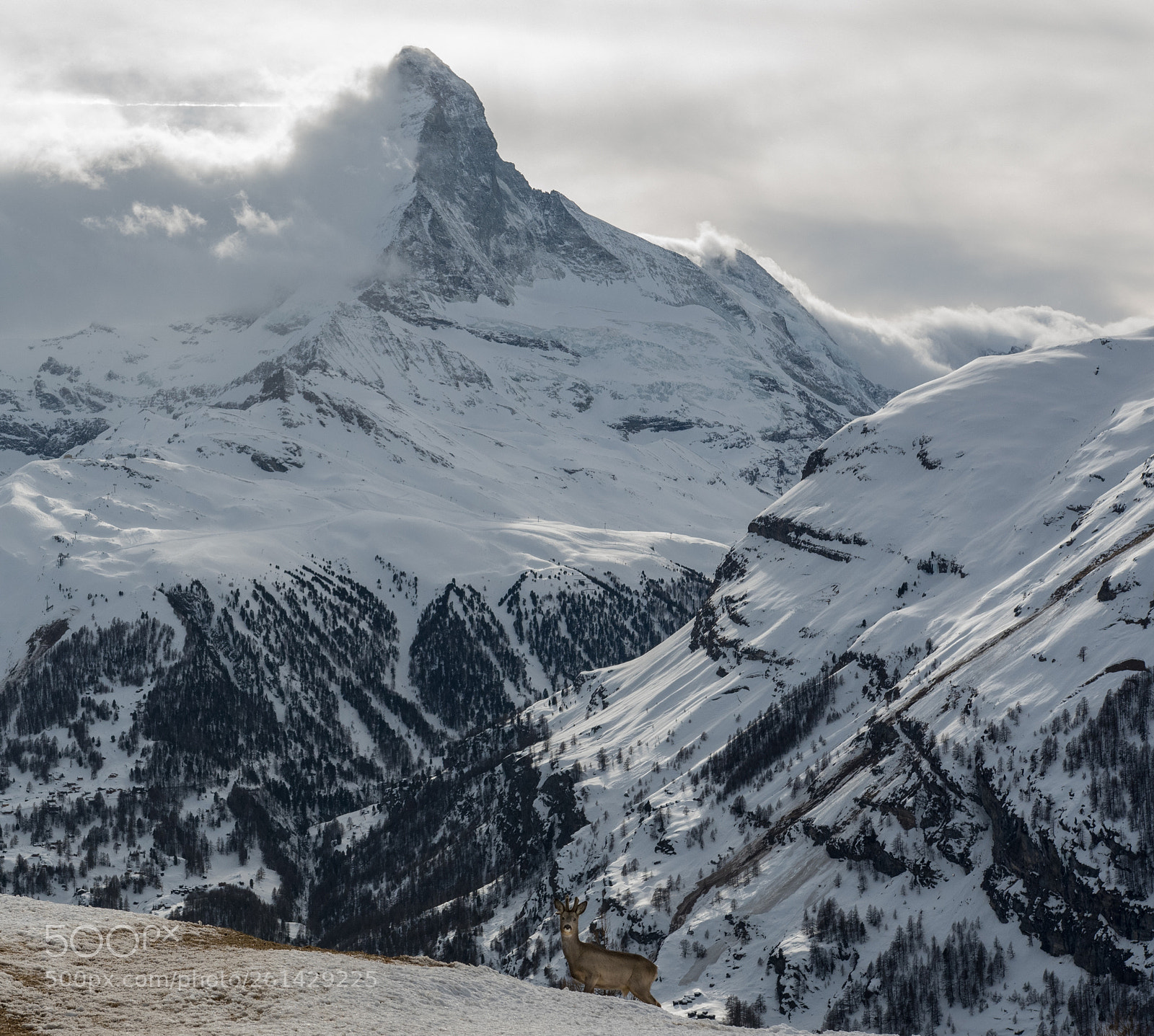 Nikon D500 sample photo. Matterhorn wildlife! photography
