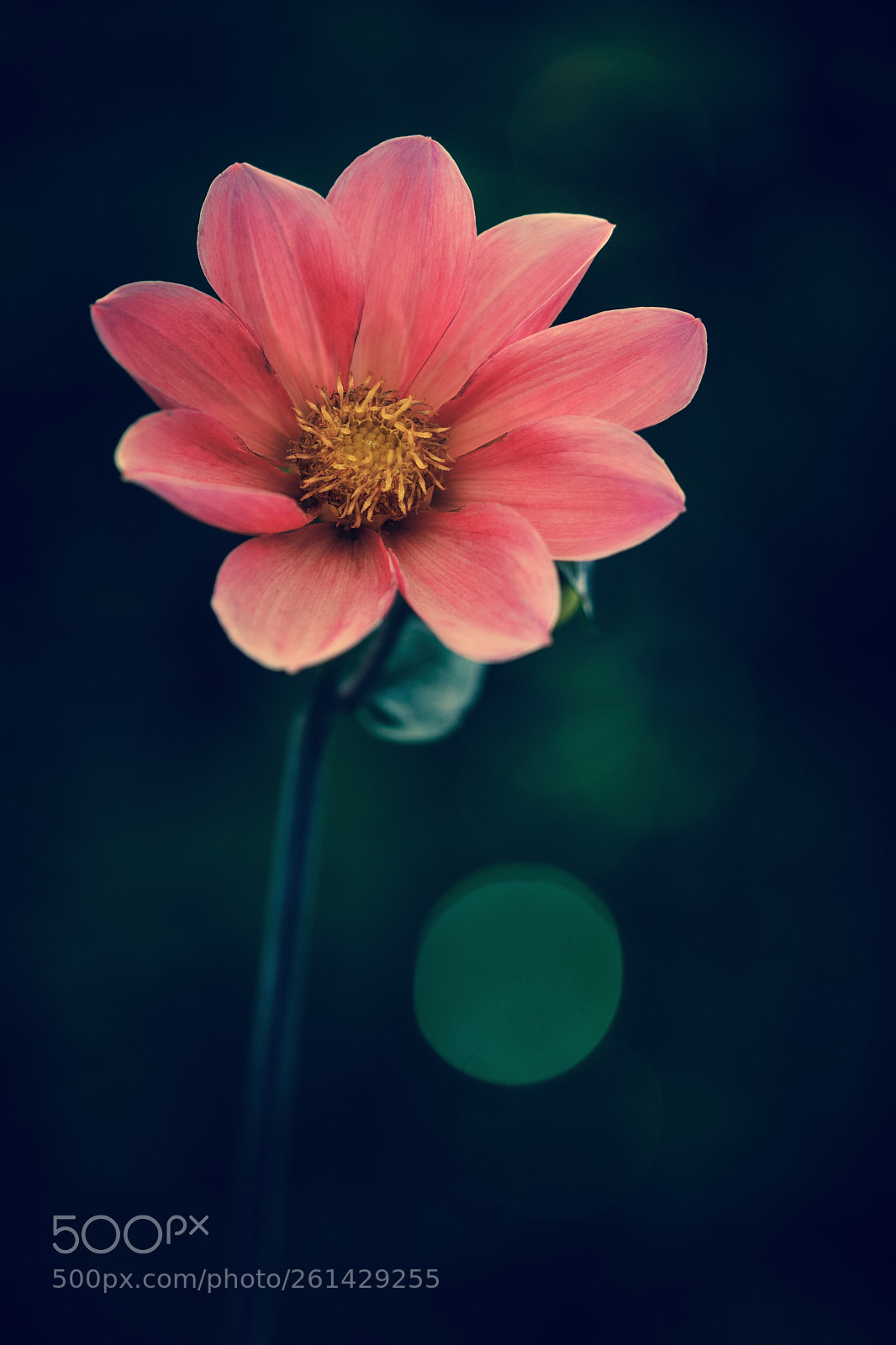 Nikon D7100 sample photo. Pink on blue photography