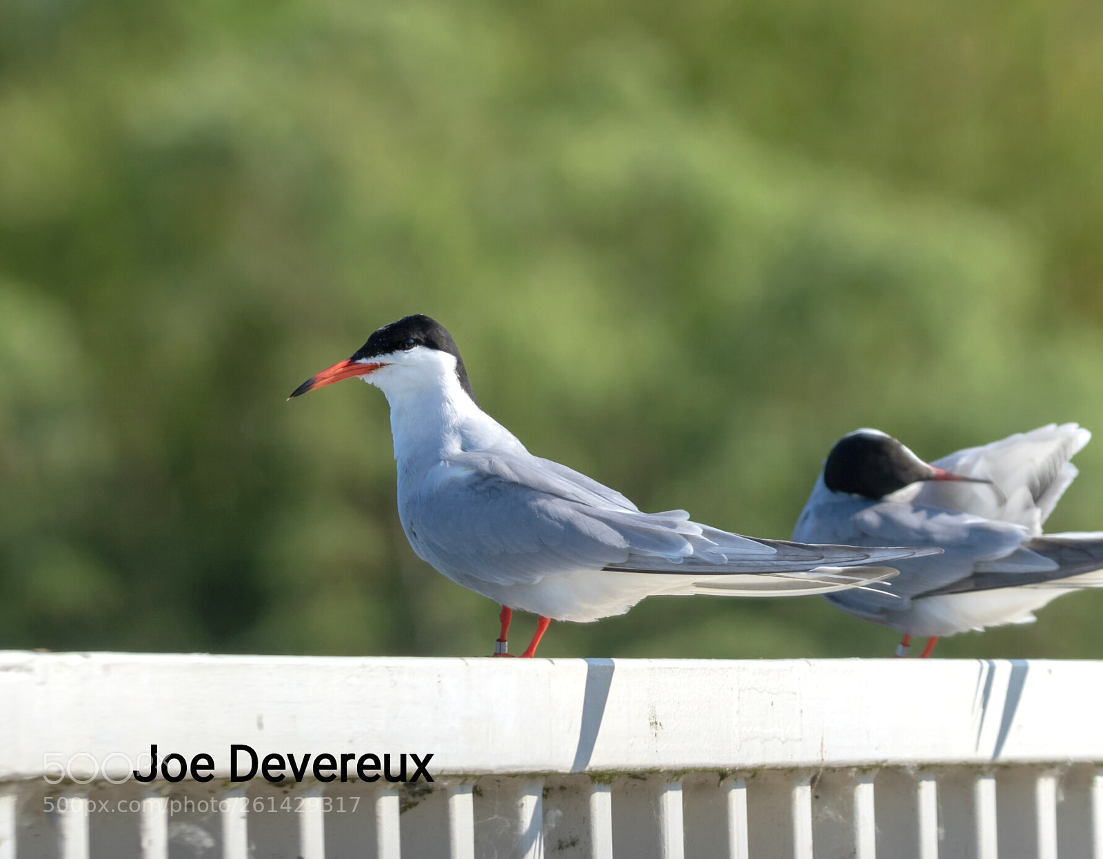 Canon EOS 7D Mark II sample photo. Common tern photography