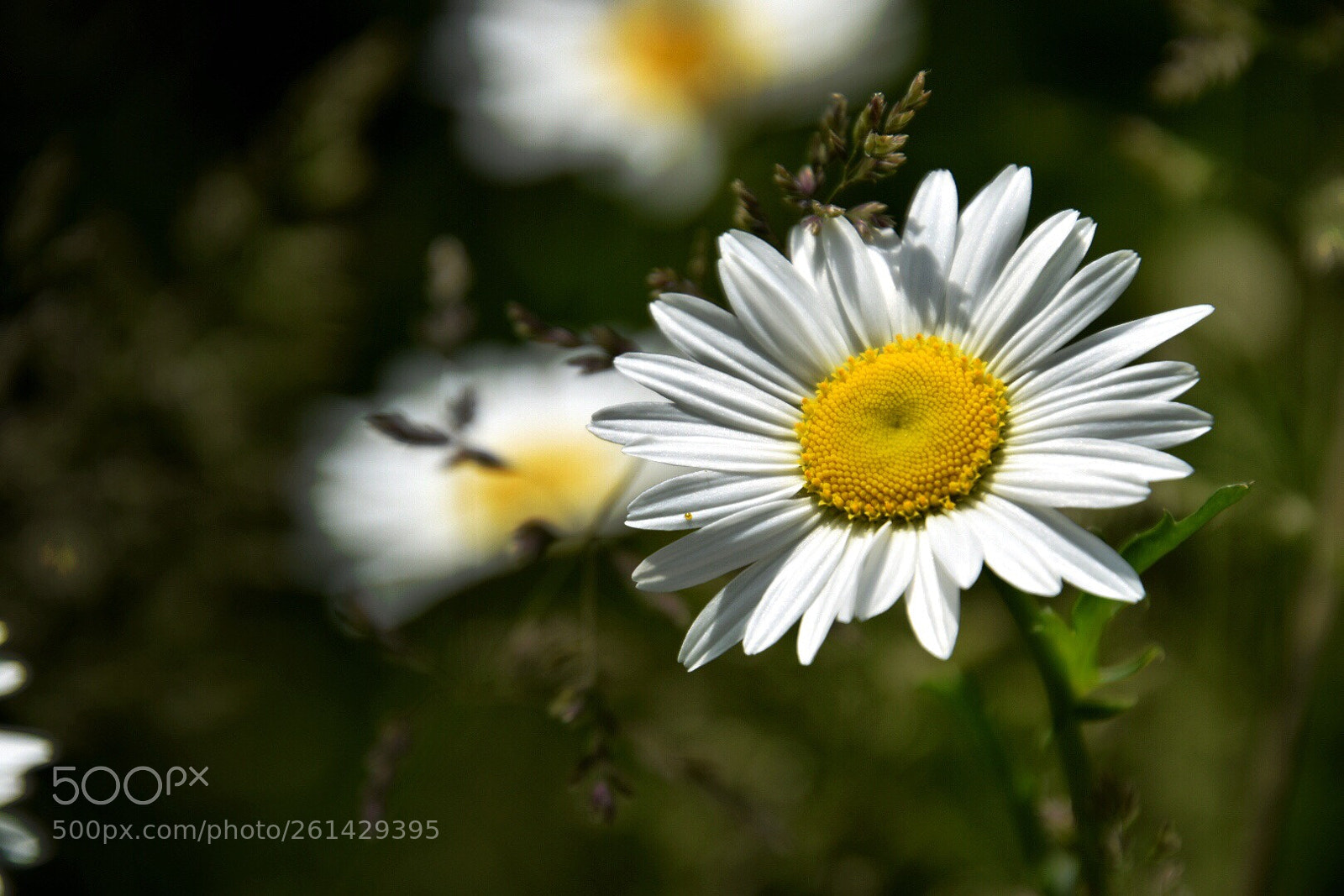 Nikon D5600 sample photo. Summer daisy 
 photography