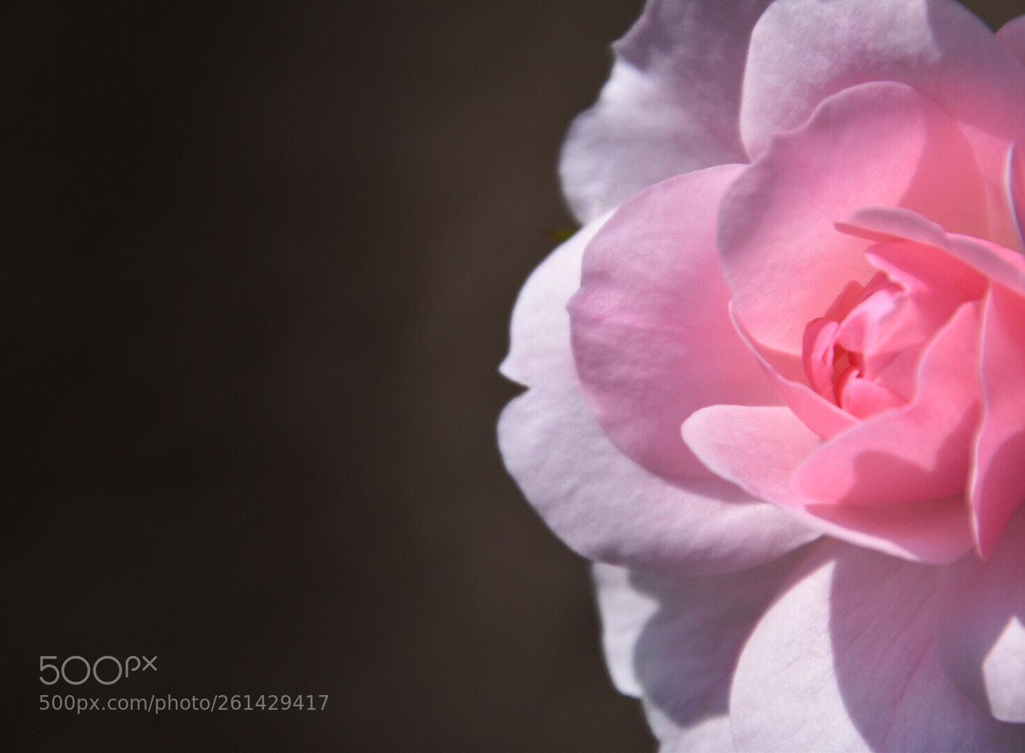 Nikon D5600 sample photo. Pink rose  photography