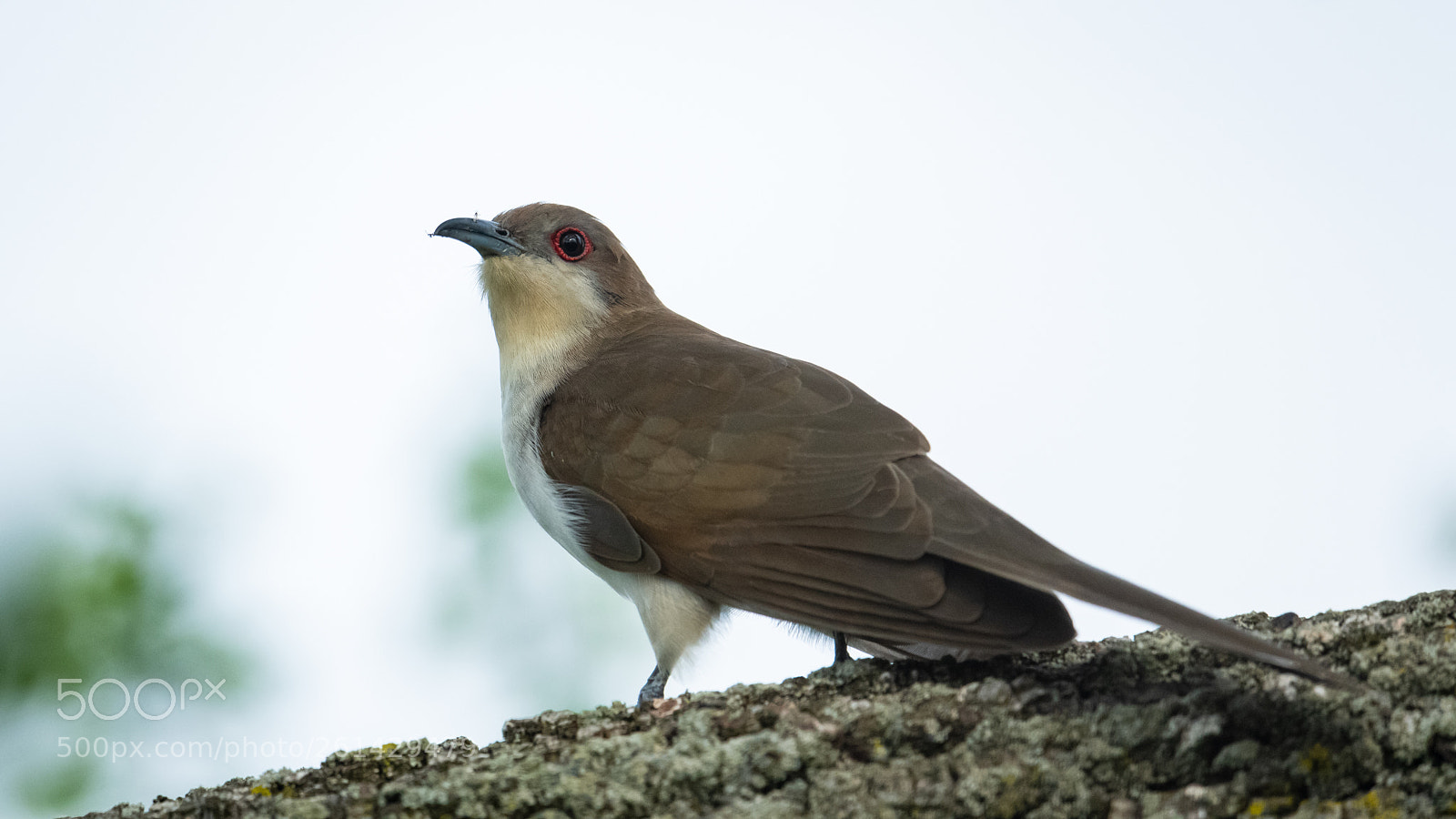 Nikon D850 sample photo. Black billed cuckoo photography