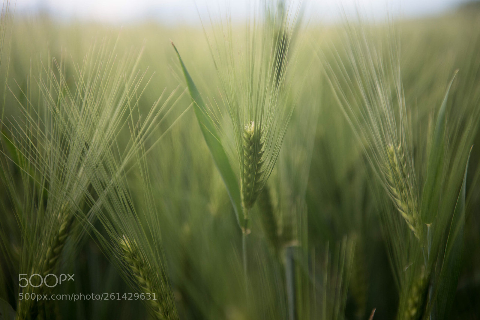 Nikon D750 sample photo. Épis  photography