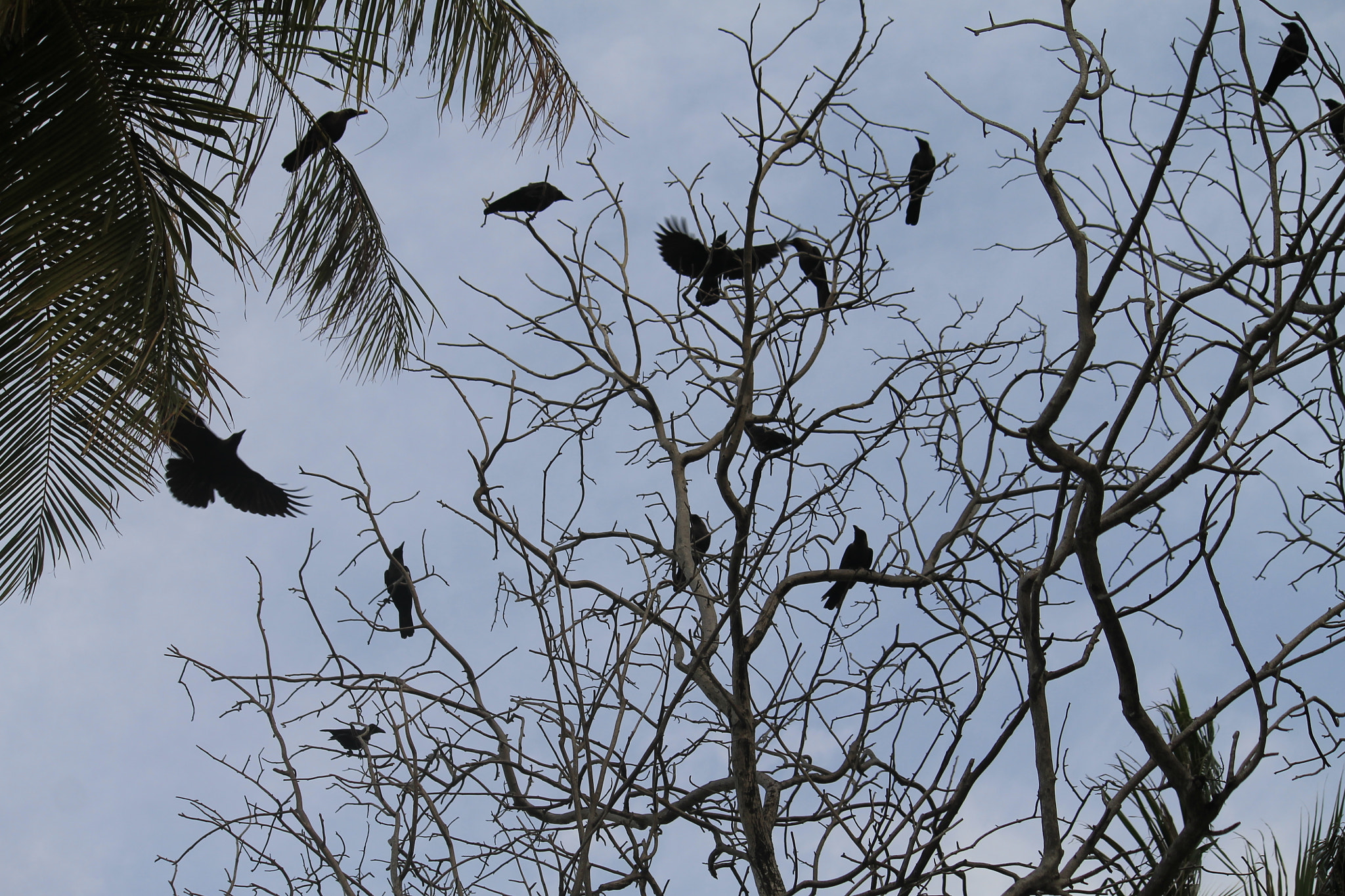 Canon EF-S 55-250mm F4-5.6 IS sample photo. Creepy scene photography