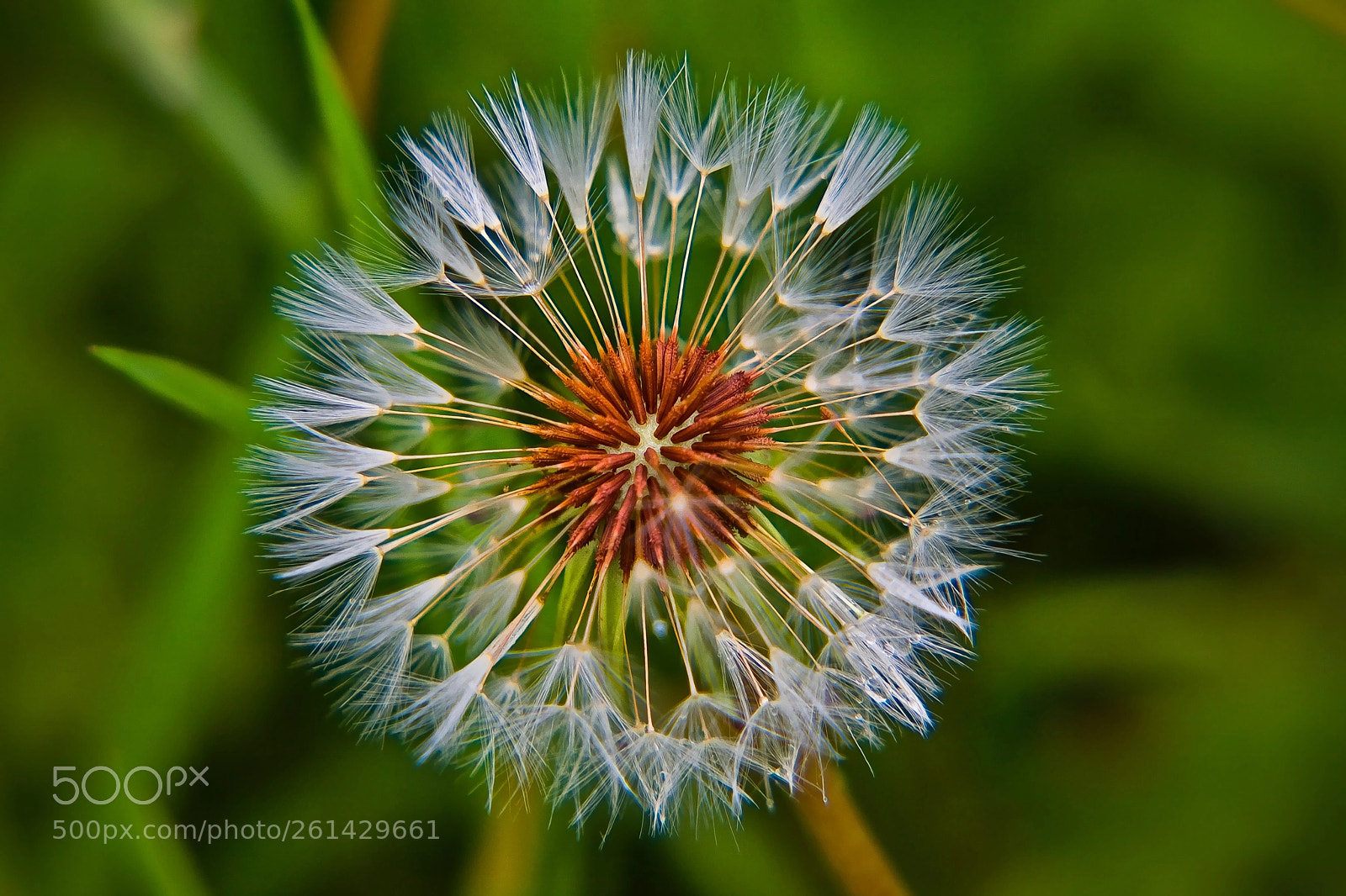 Canon EOS 5D sample photo. Dandelion photography