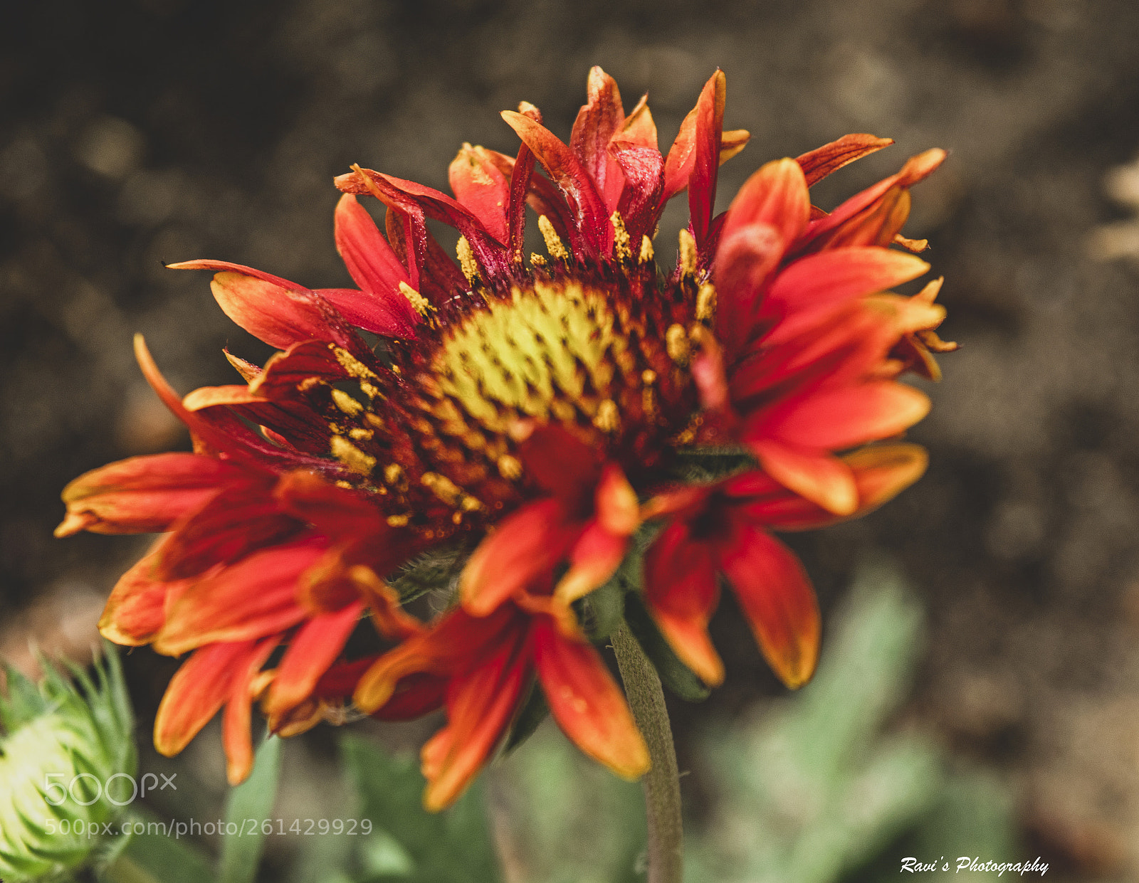 Nikon D5300 sample photo. Flower photography