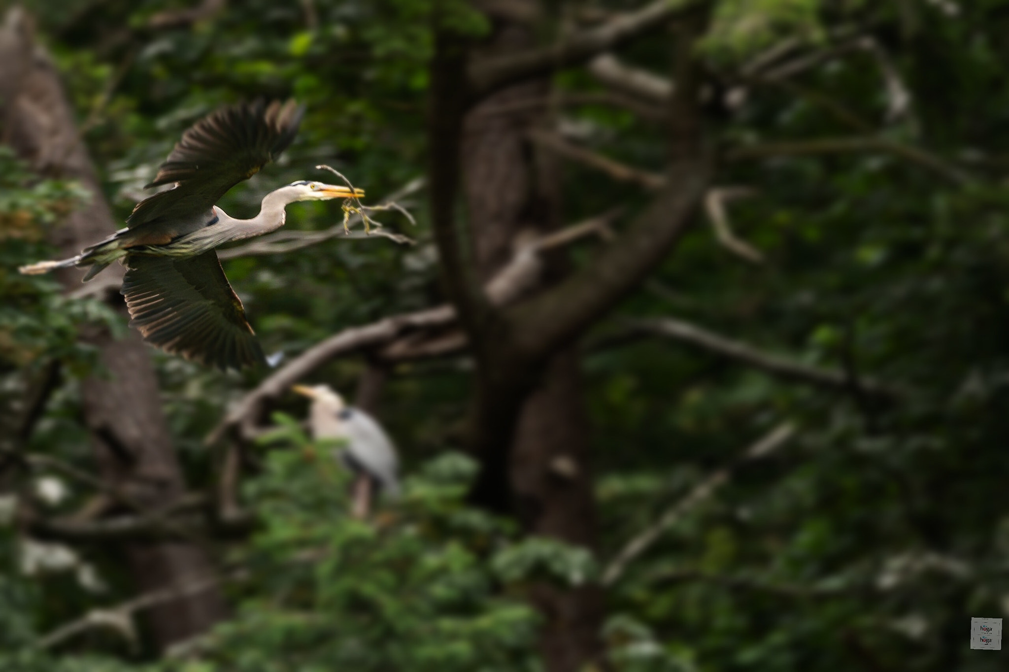 Sony a99 II sample photo. Nest building  photography