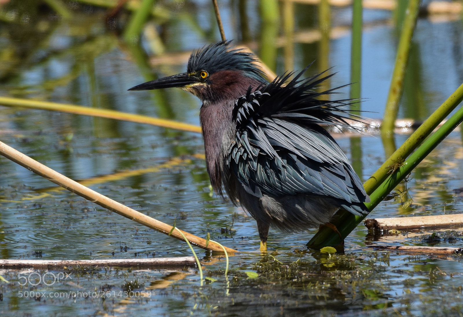 Nikon D3300 sample photo. Excitement before the hunt photography