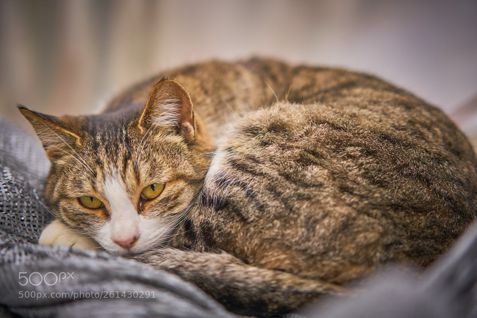 Sony a7R II sample photo. Punch photography