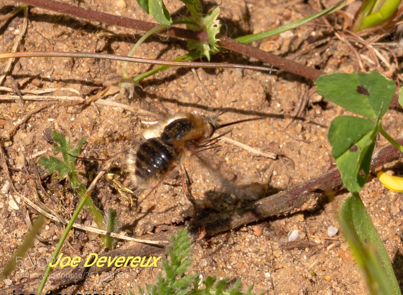 Canon EOS 70D sample photo. Bee-fly photography