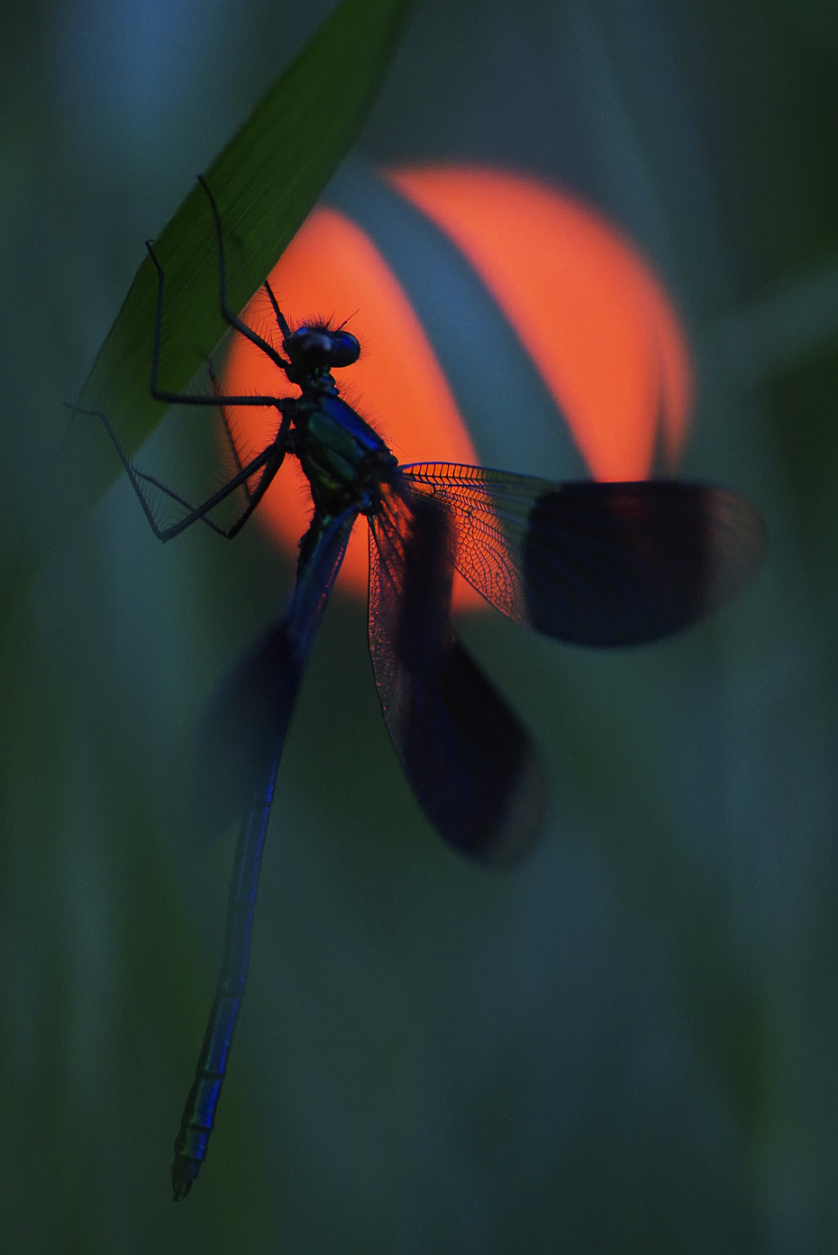 Pentax K-3 II sample photo. Banded demoiselle photography