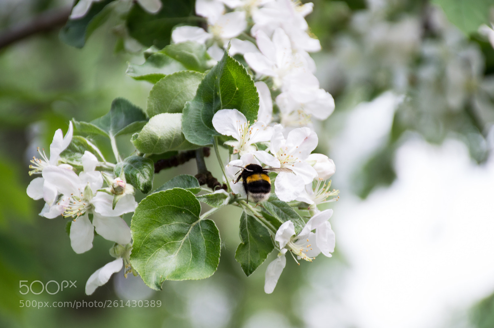 Nikon D3200 sample photo. Bumblebee photography