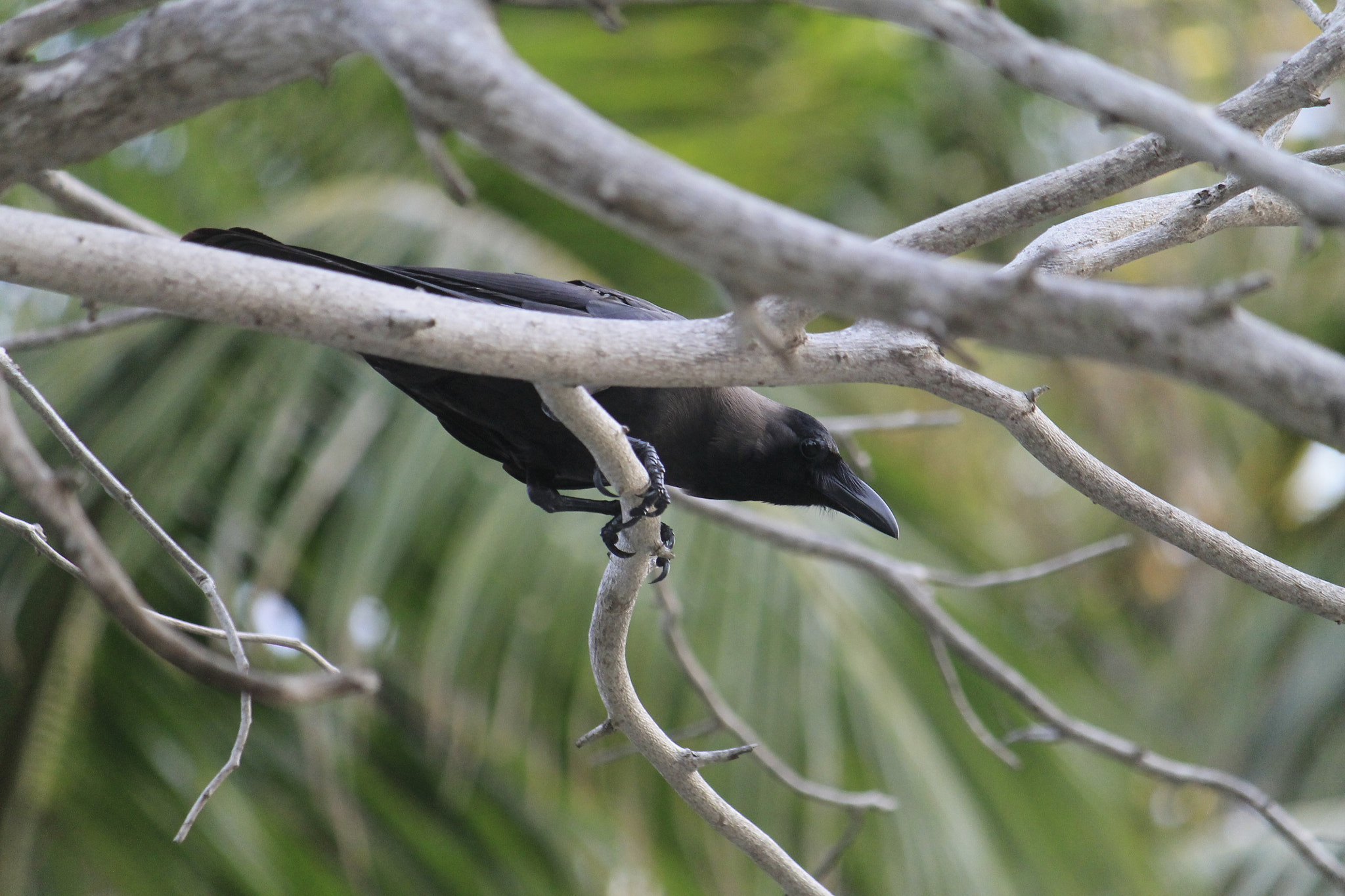 Canon EF-S 55-250mm F4-5.6 IS sample photo. Creepy crow photography