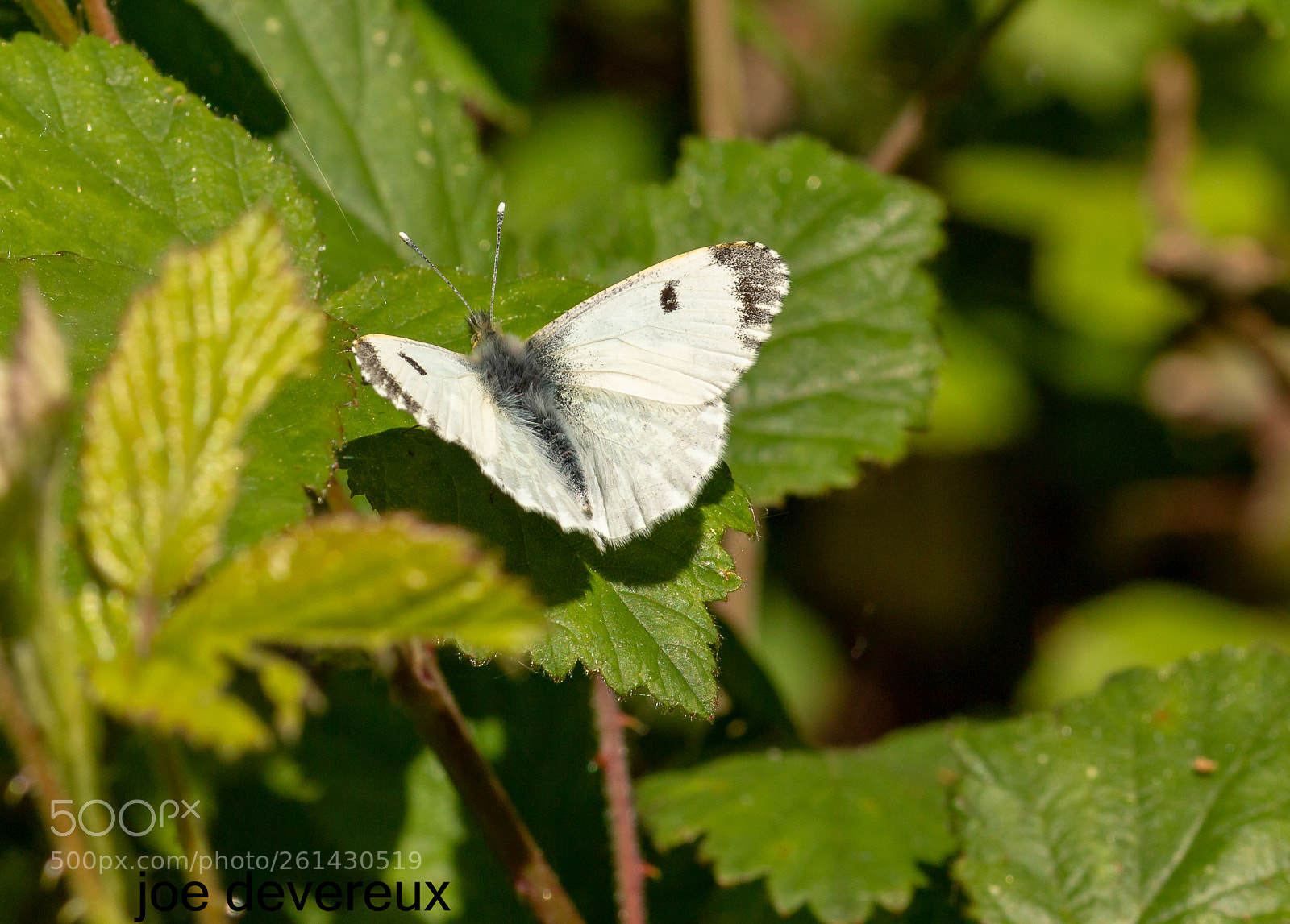 Canon EOS 70D sample photo. Female orange tip butterfly photography