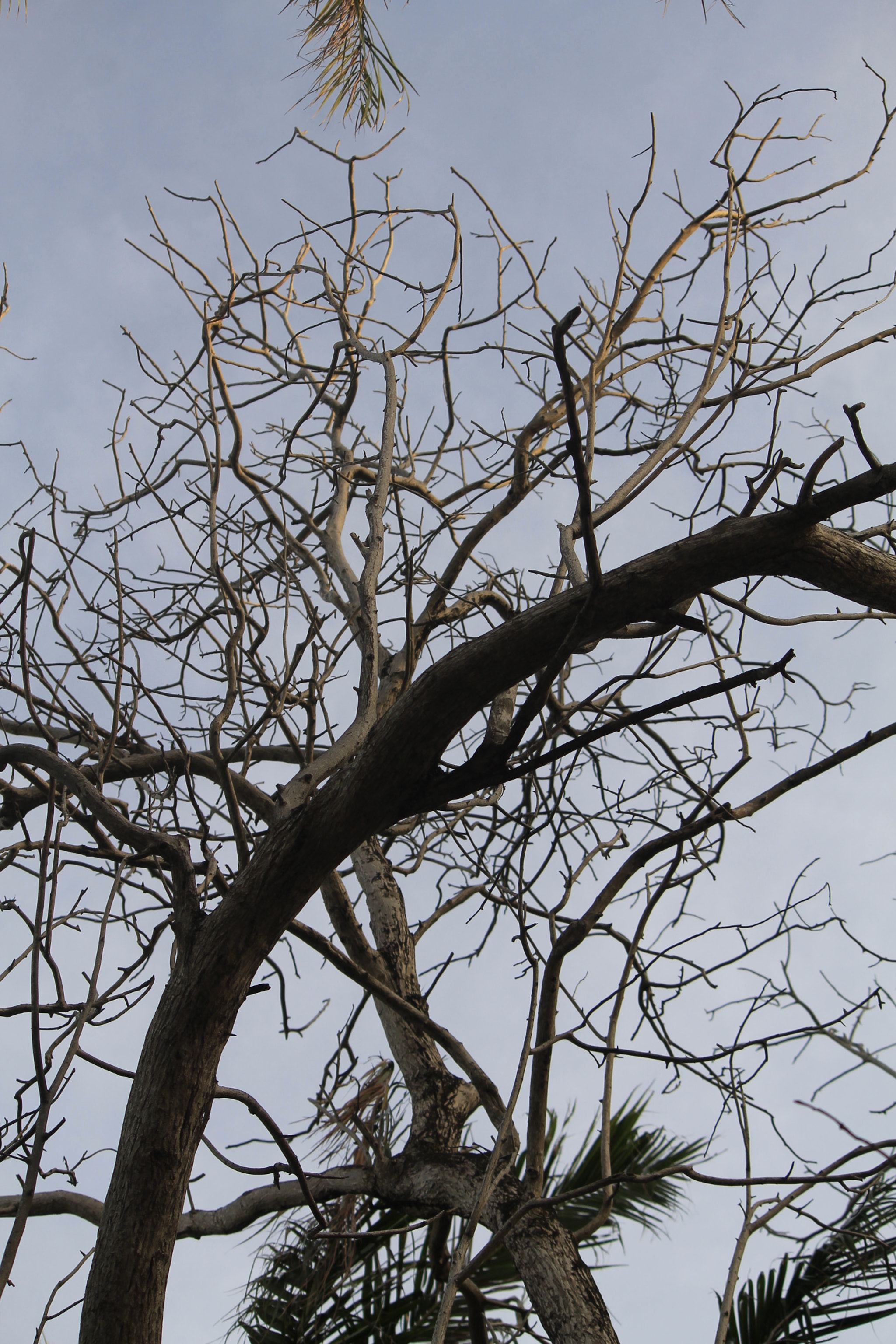 Canon EF-S 55-250mm F4-5.6 IS sample photo. Creepy tree photography