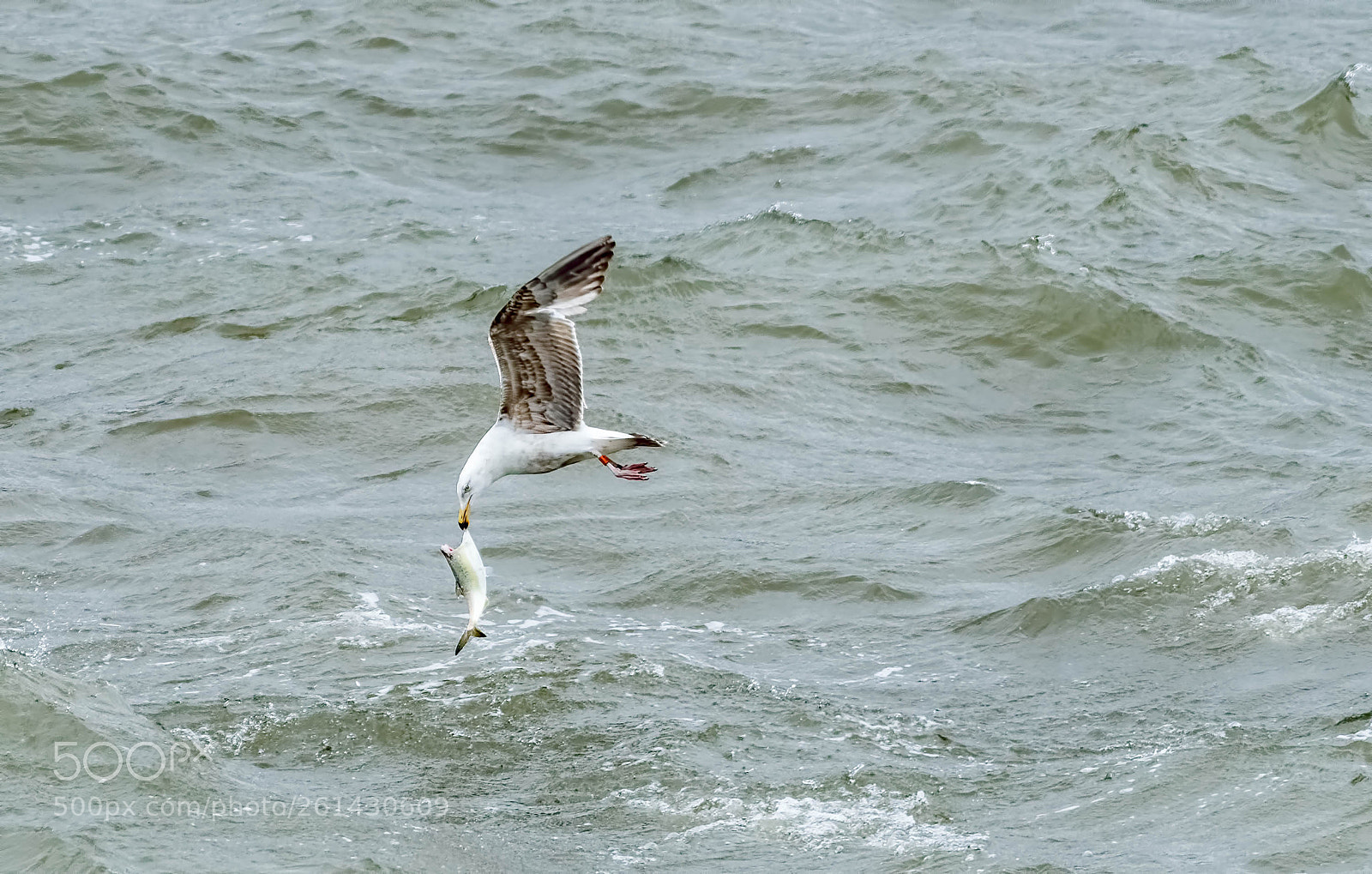Nikon D500 sample photo. Seagull picking up food photography