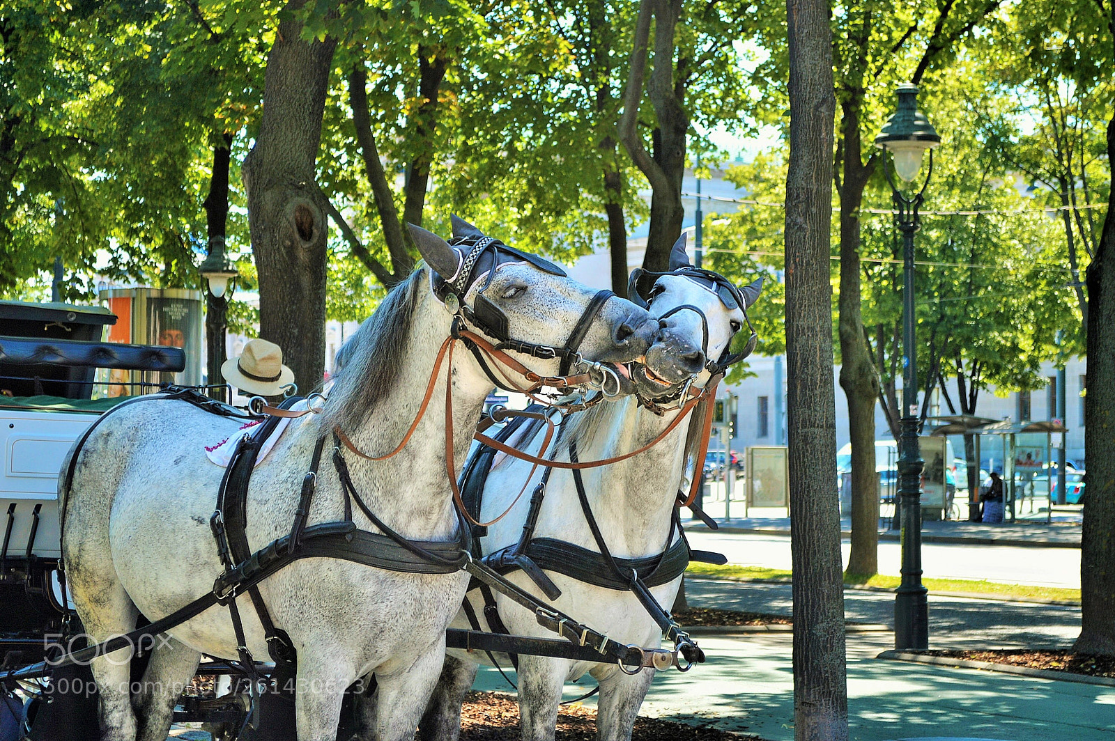 Nikon D3200 sample photo. Vienna horses photography