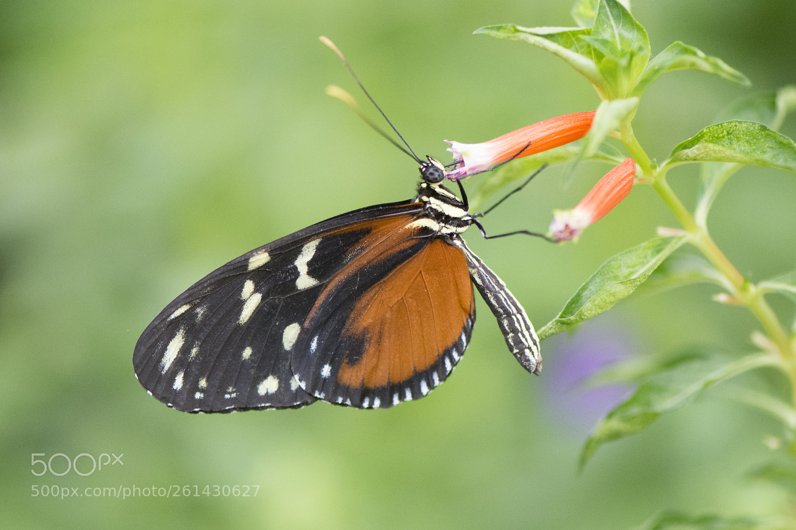 Nikon D7200 sample photo. Butterfly 2018-44 photography