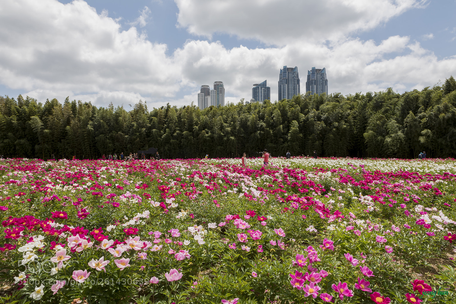 Canon EOS 5D Mark IV sample photo. Taehwa big garden ulsan photography