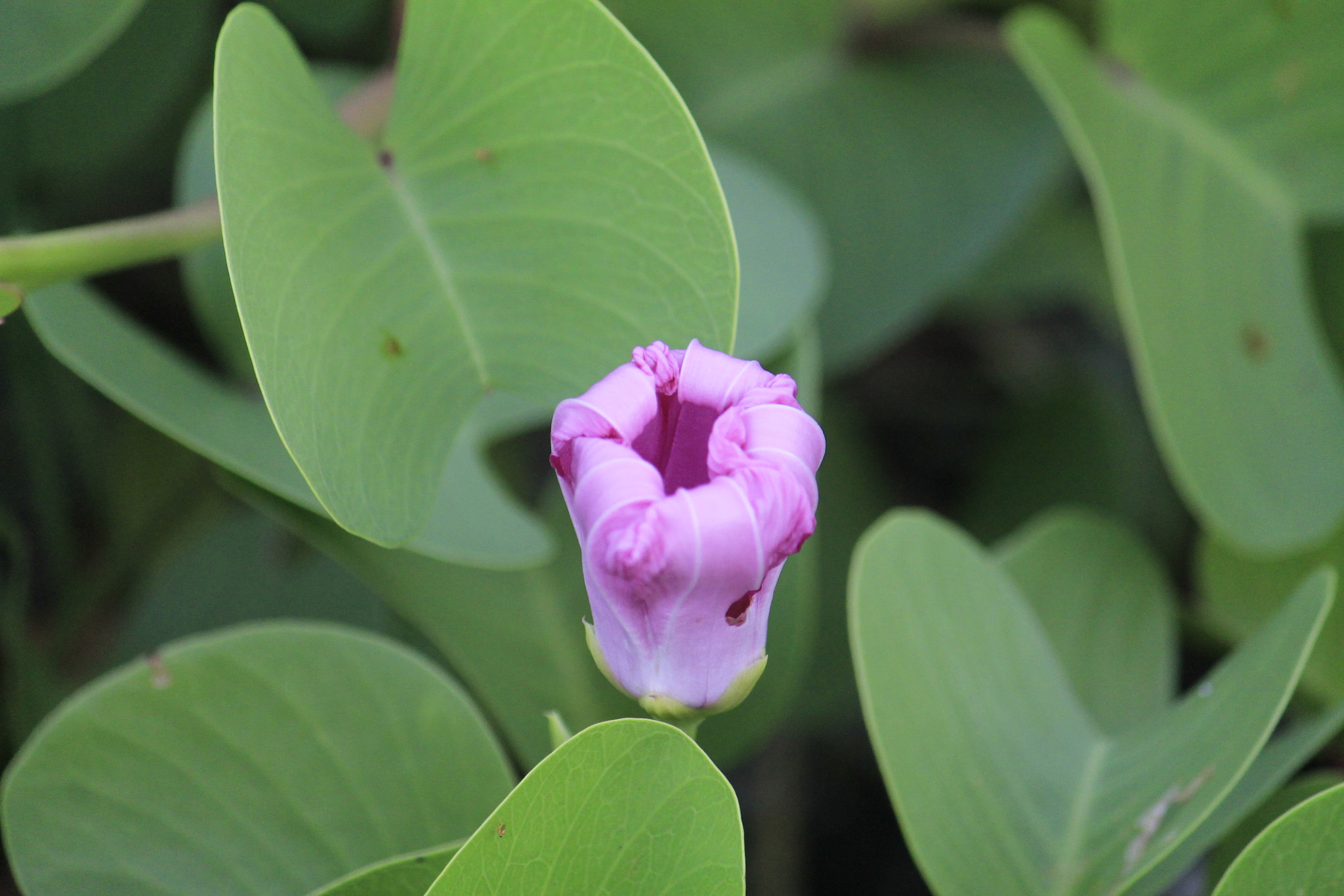 Canon EF-S 55-250mm F4-5.6 IS sample photo. Purple flower photography