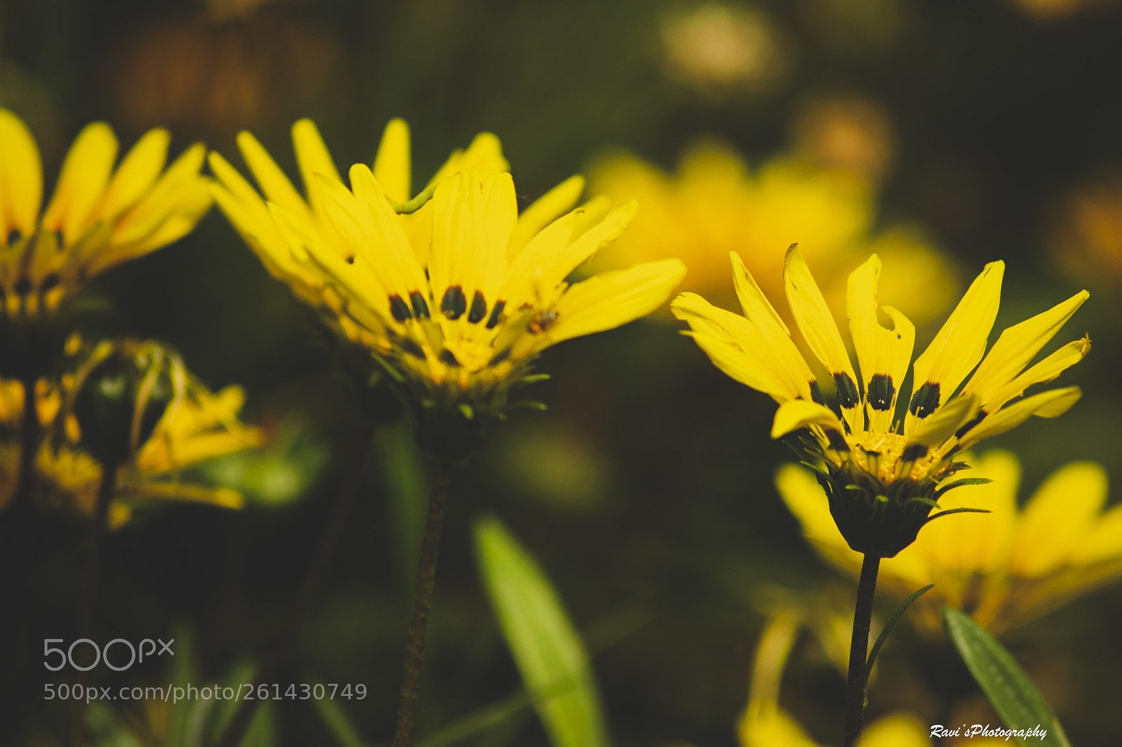Nikon D5300 sample photo. Yellow flowers photography