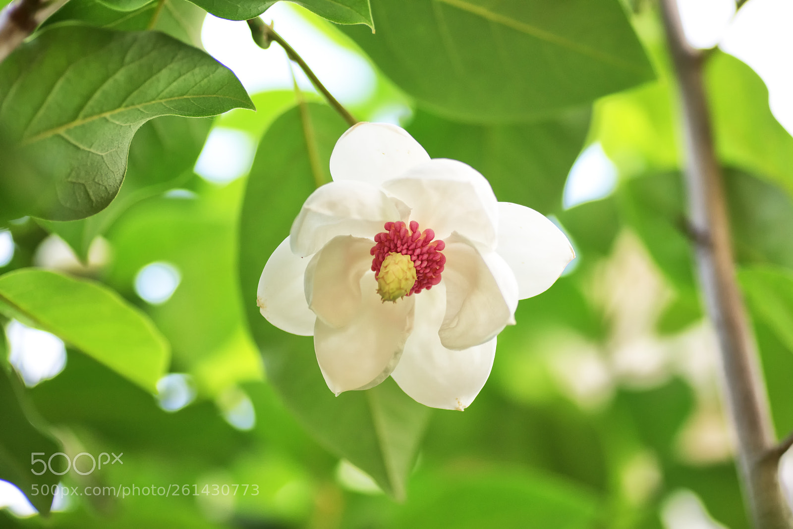 Nikon D810 sample photo. Oyama magnolia photography