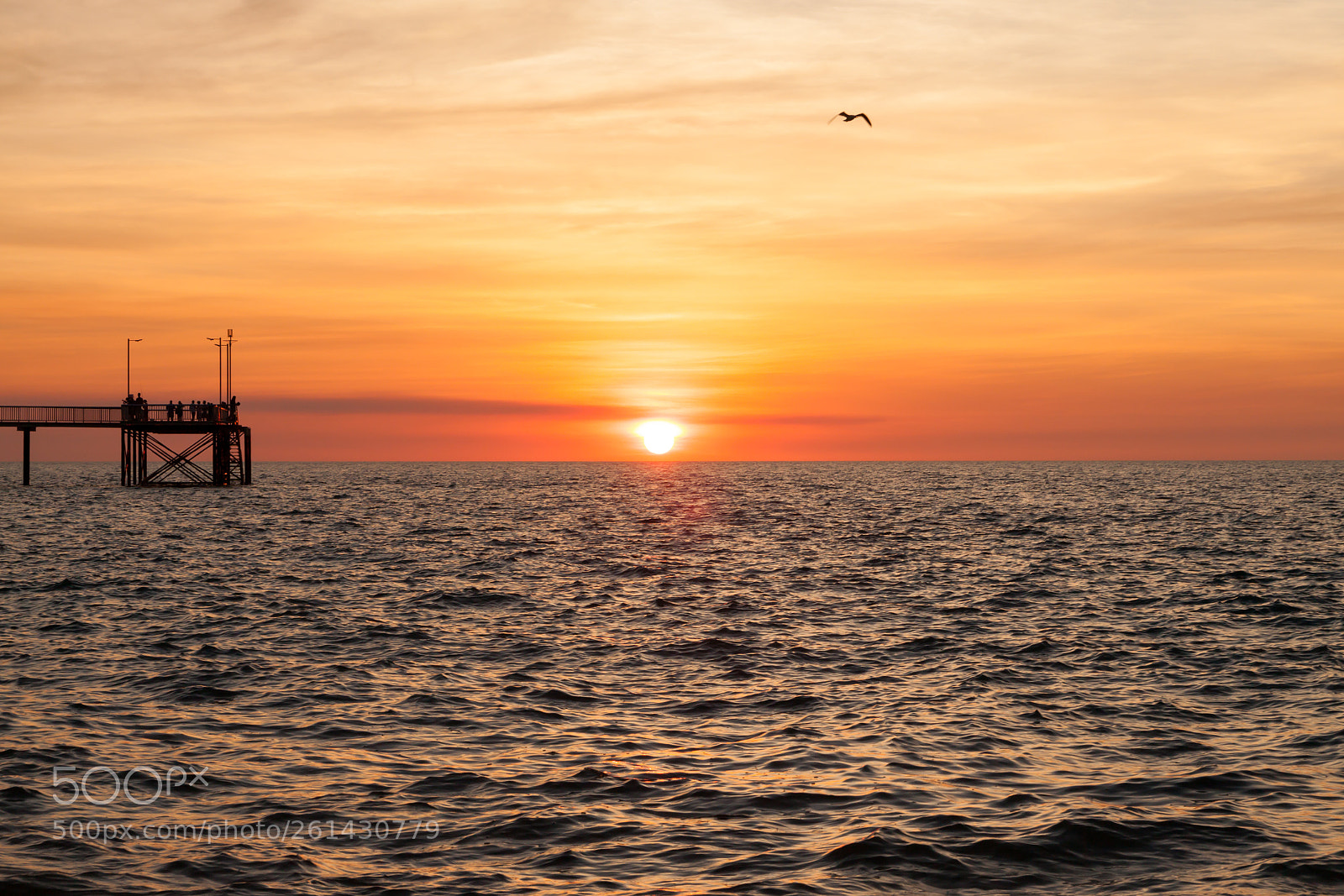 Canon EOS 50D sample photo. Nightcliff seagull sunset photography