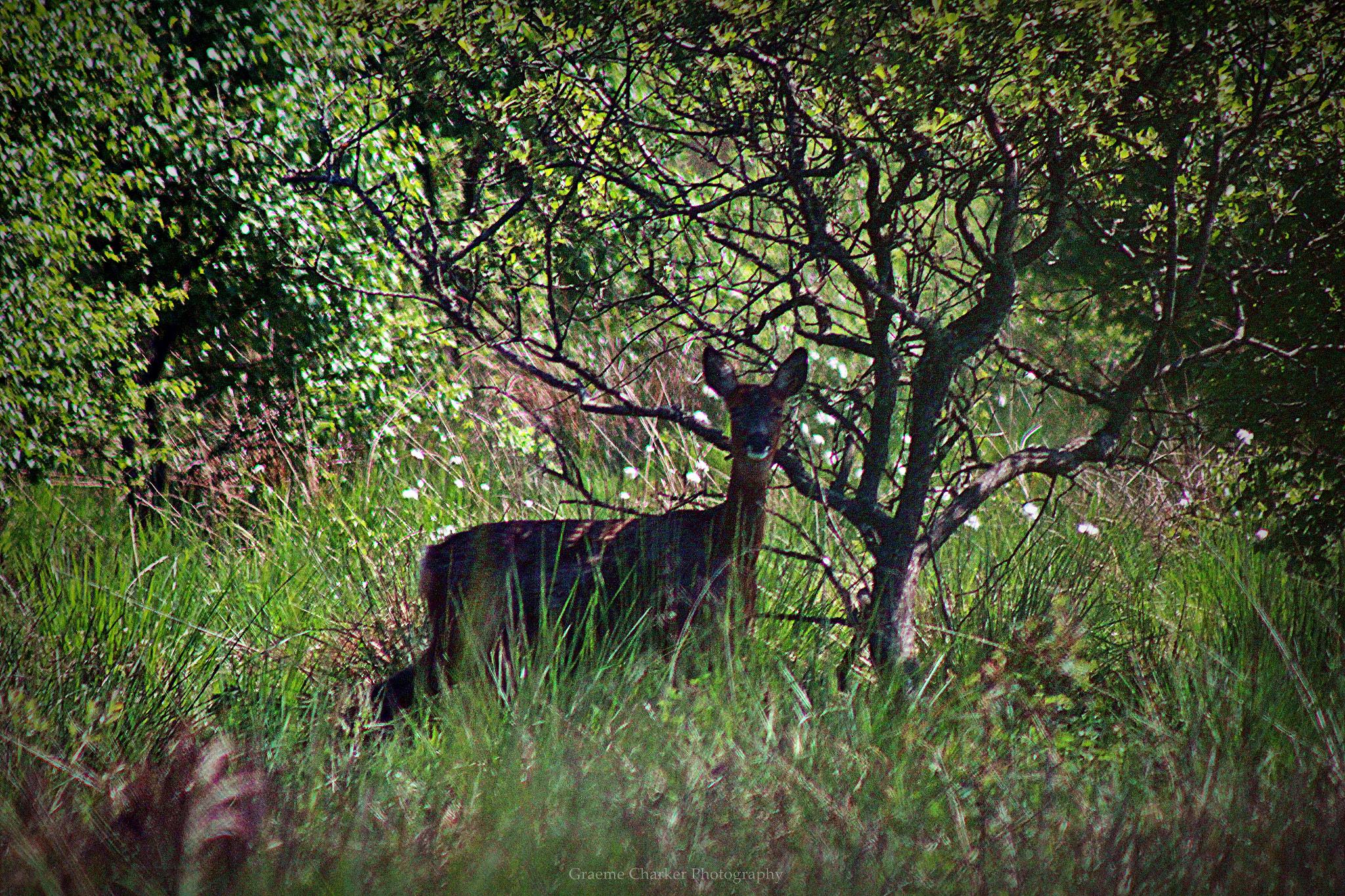 Canon EF 75-300mm f/4-5.6 sample photo. Doe photography