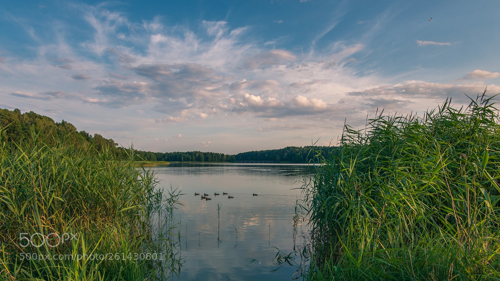 Nikon D800 sample photo. Summer day photography