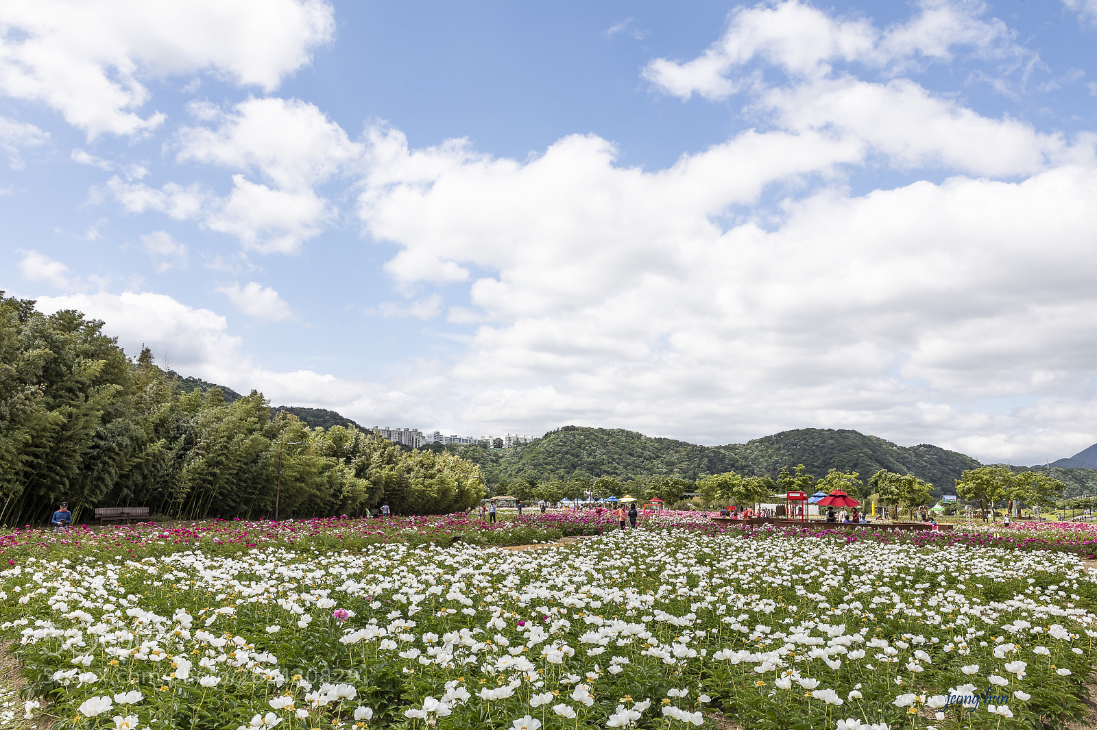 Canon EOS 5D Mark IV sample photo. Taehwa big garden ulsan photography