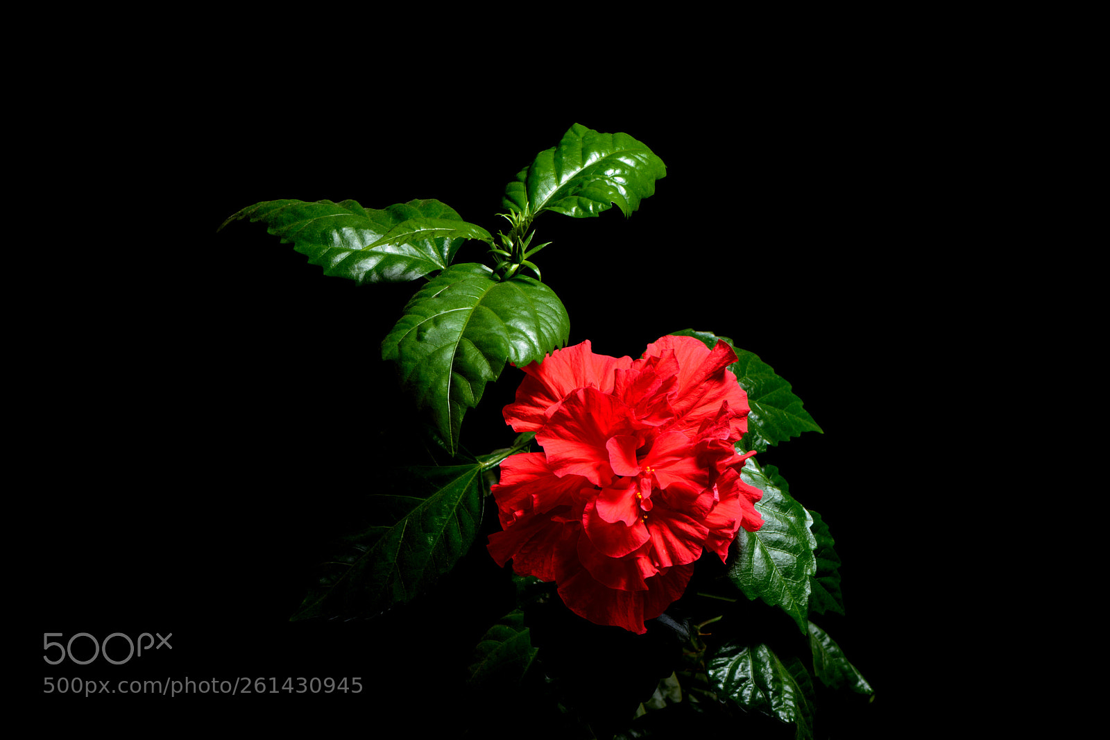 Nikon D7100 sample photo. Indoor hibiscus - red photography