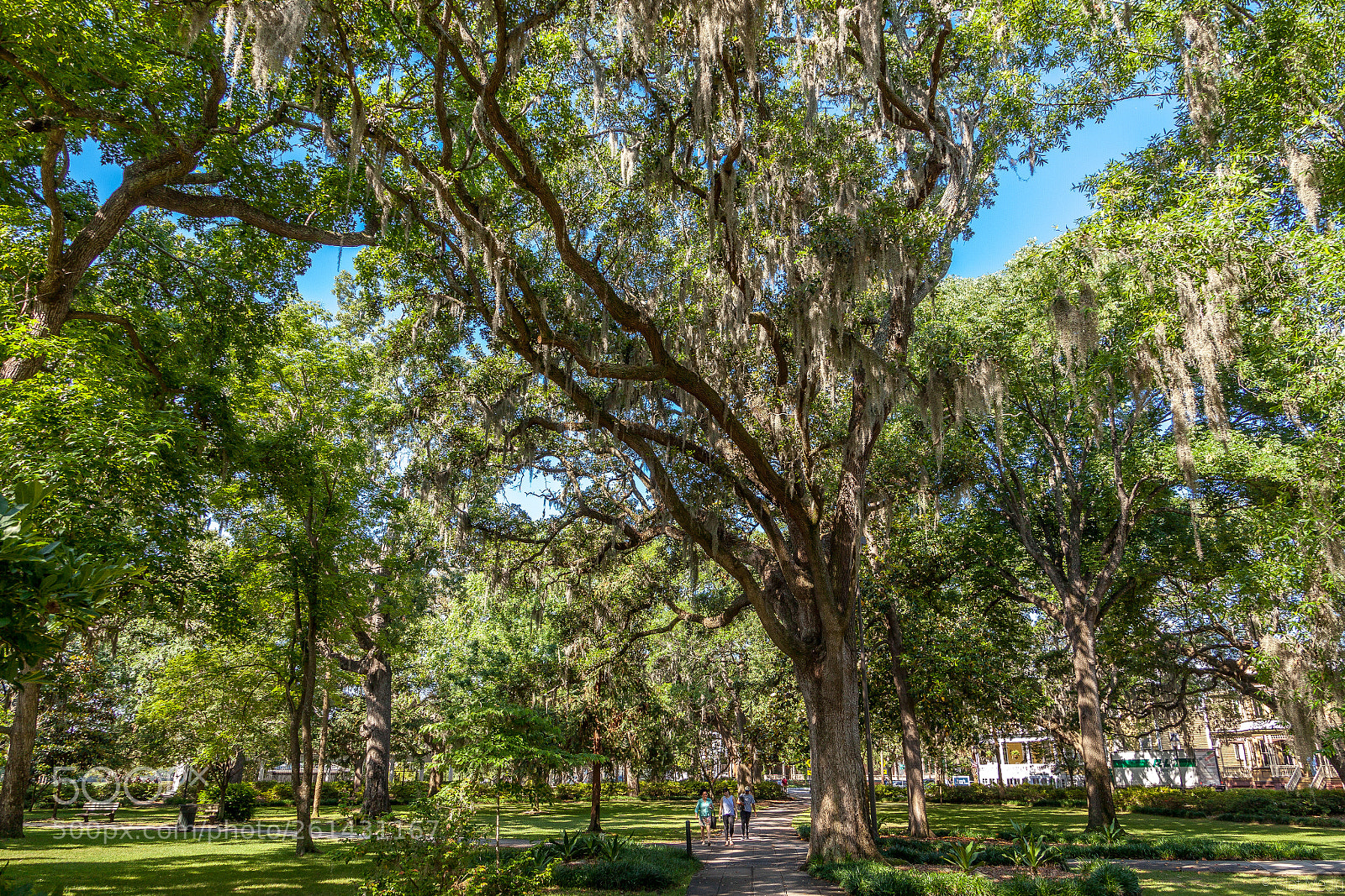 Canon EOS 5D Mark II sample photo. Spanish moss photography