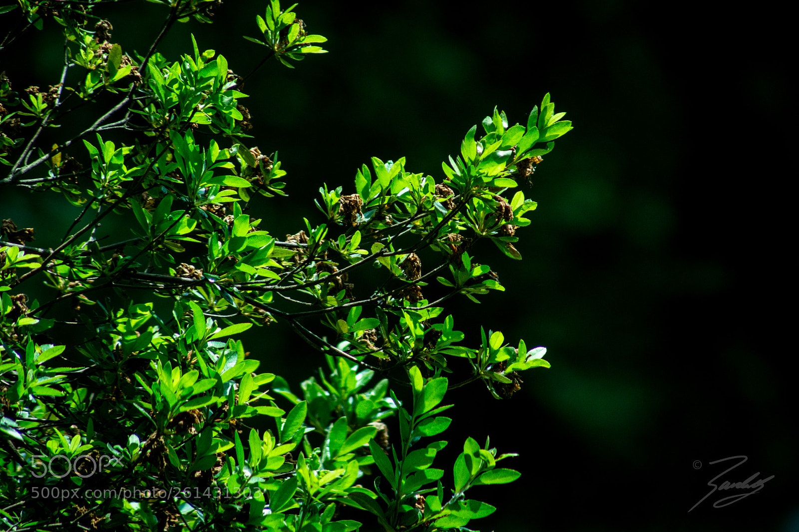 Sony a6000 sample photo. Green glow photography
