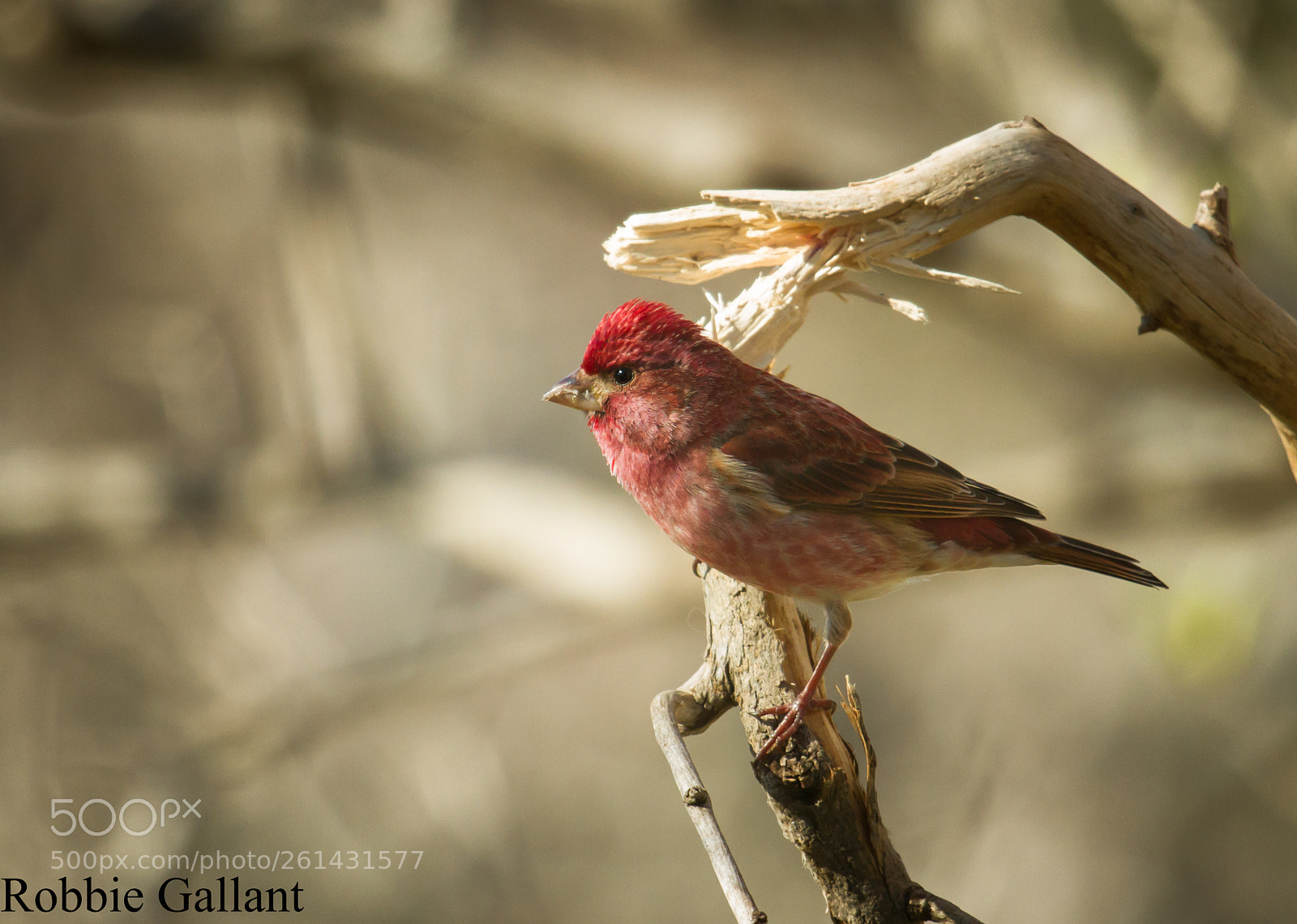 Canon EOS 7D sample photo. Purple finch photography