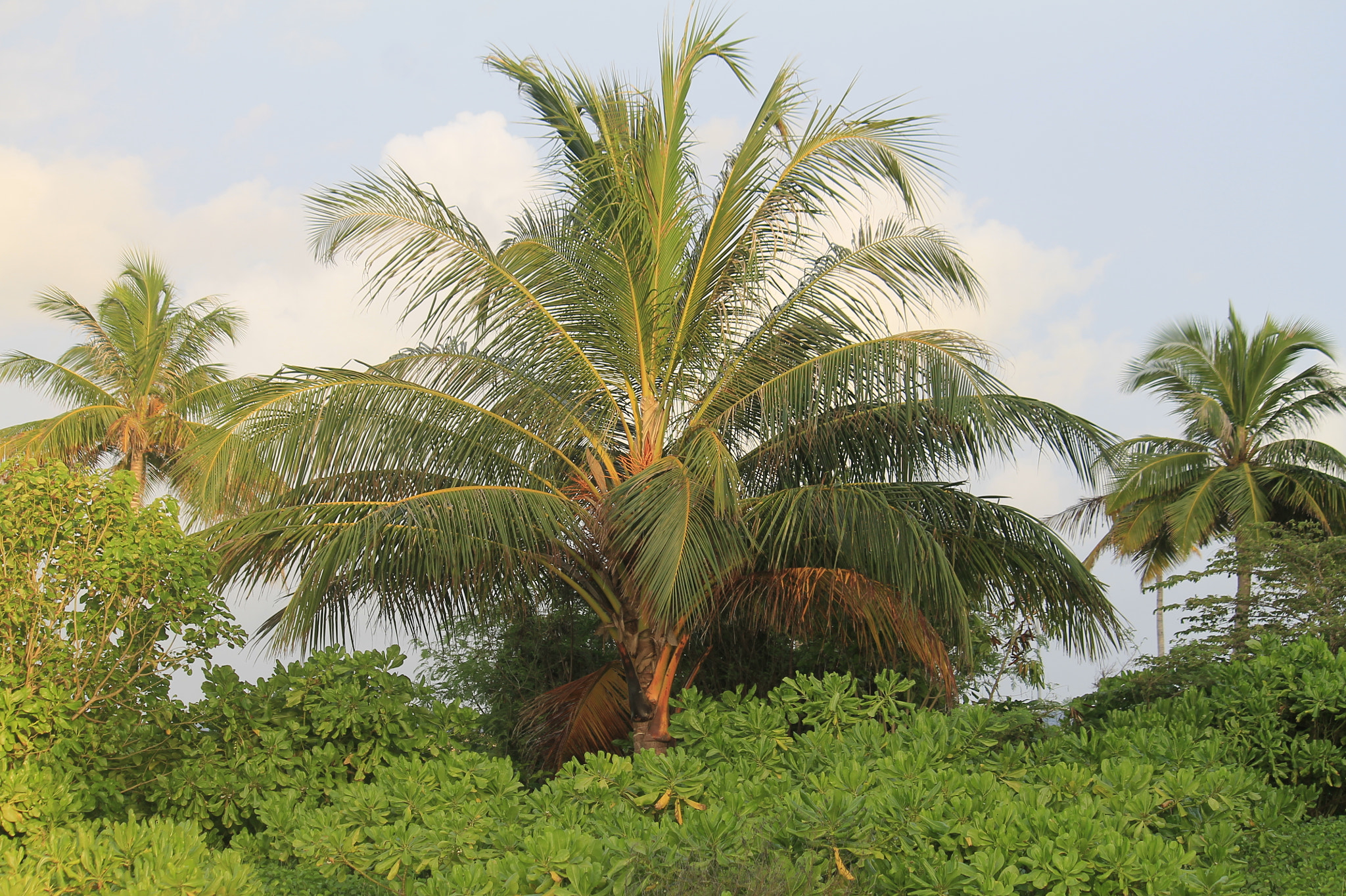 Canon EOS 1100D (EOS Rebel T3 / EOS Kiss X50) sample photo. Palm tree photography