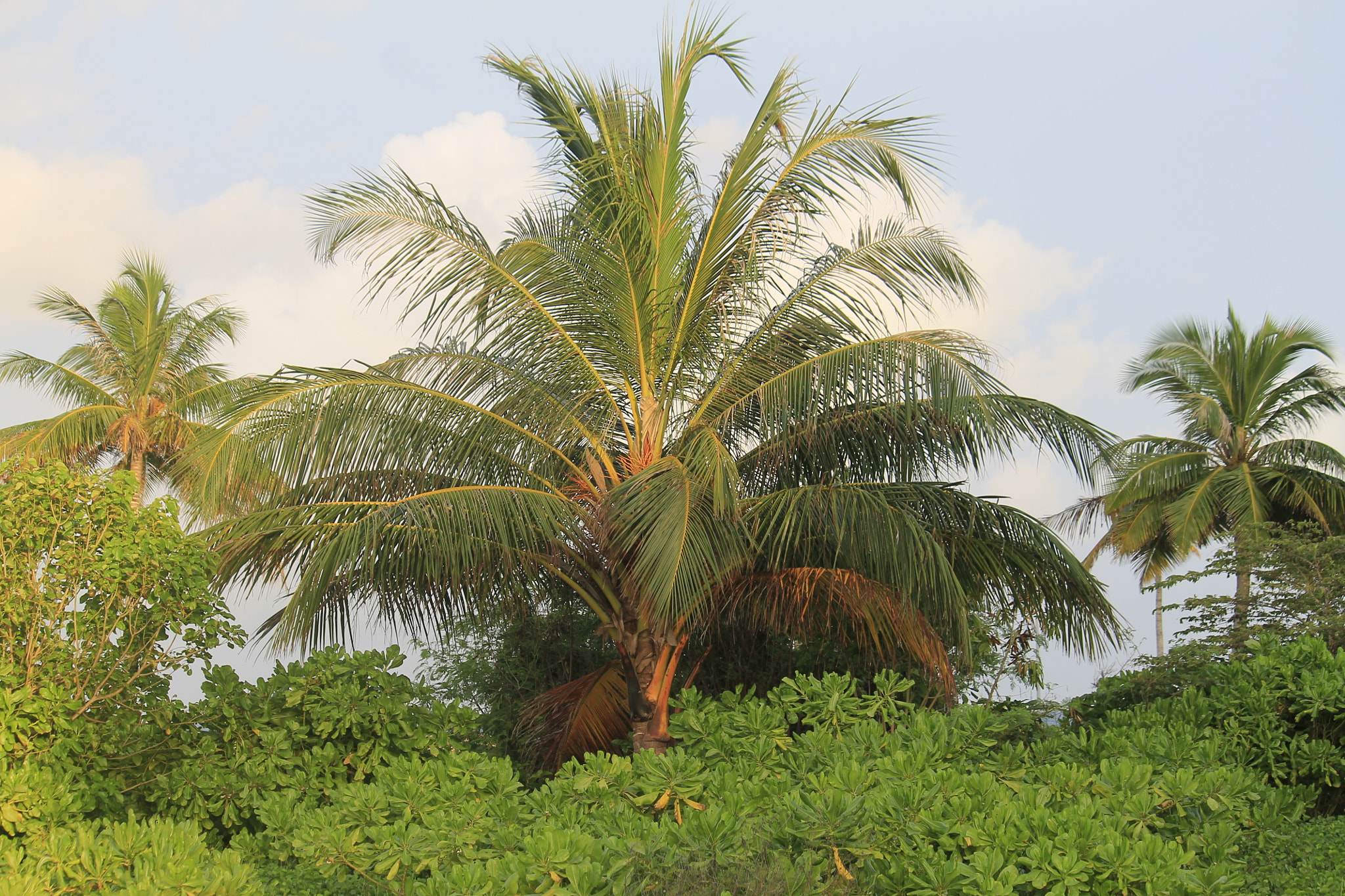 Canon EF-S 55-250mm F4-5.6 IS sample photo. Palm tree photography