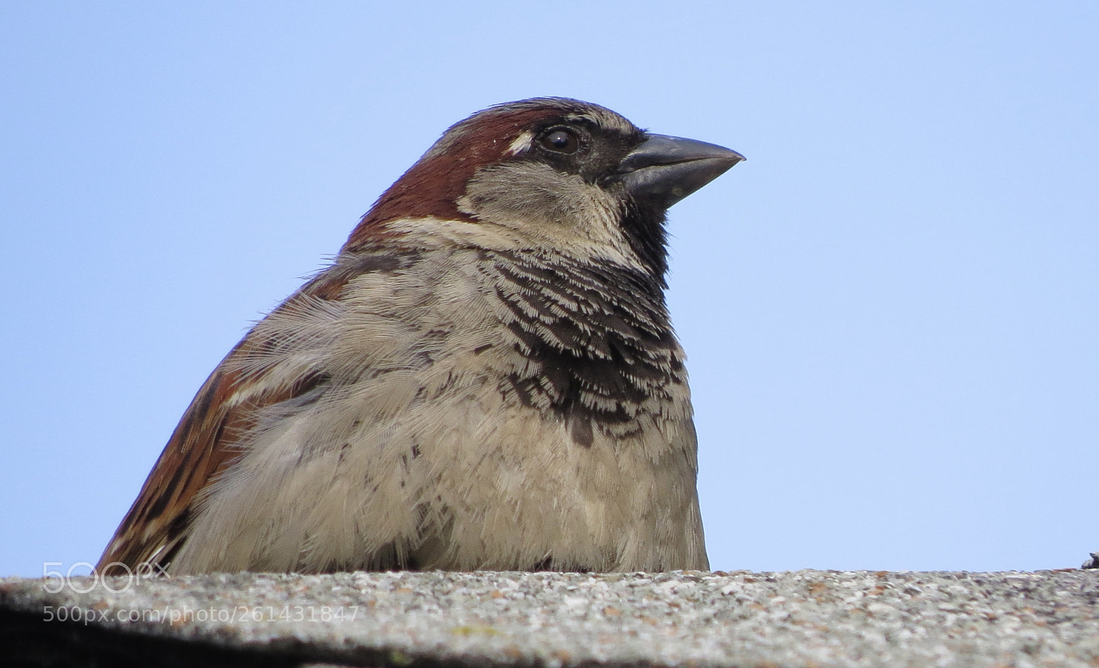 Canon PowerShot SX50 HS sample photo. Fullsizeinput e photography