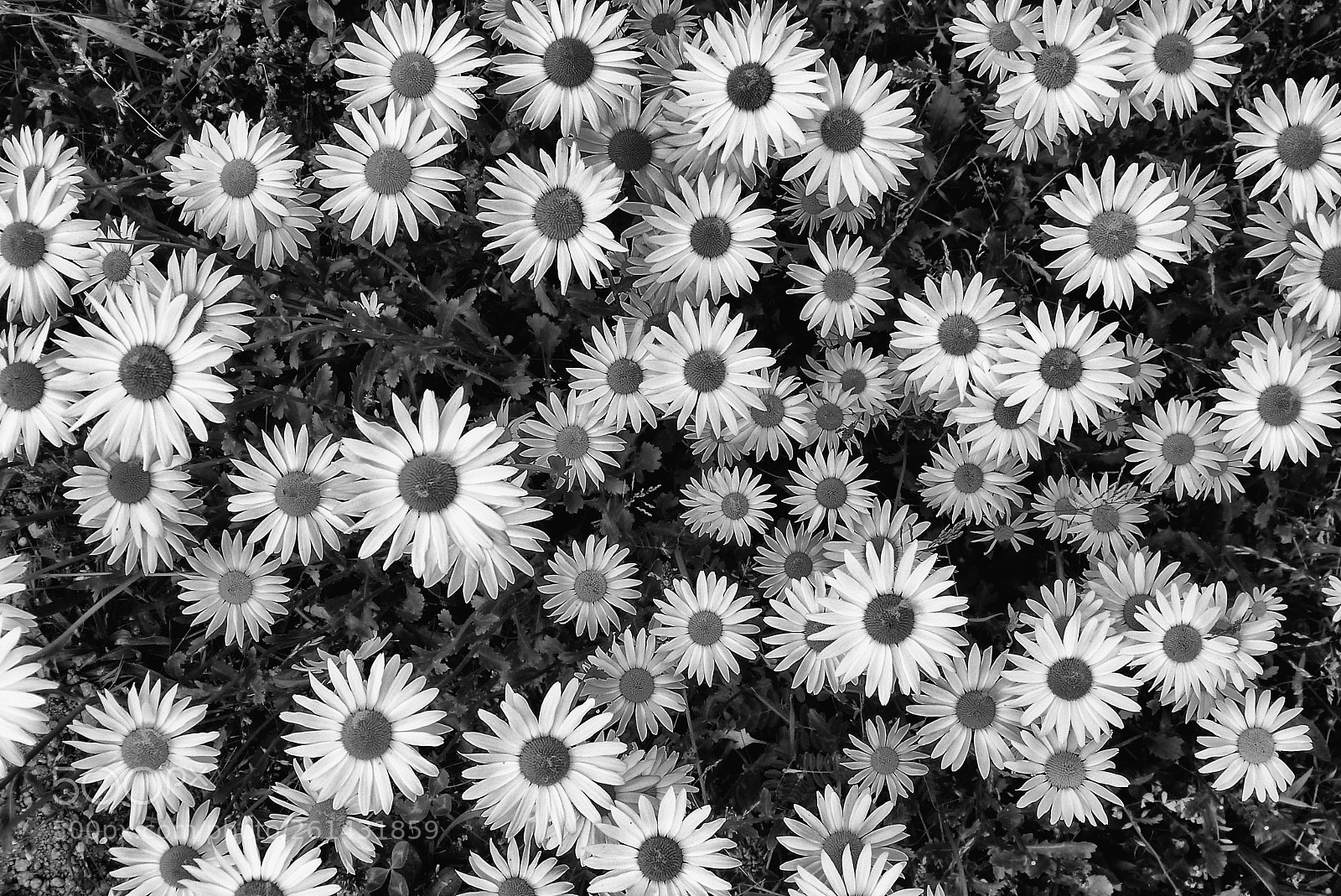 Panasonic Lumix DMC-FZ150 sample photo. Bed of flowers photography
