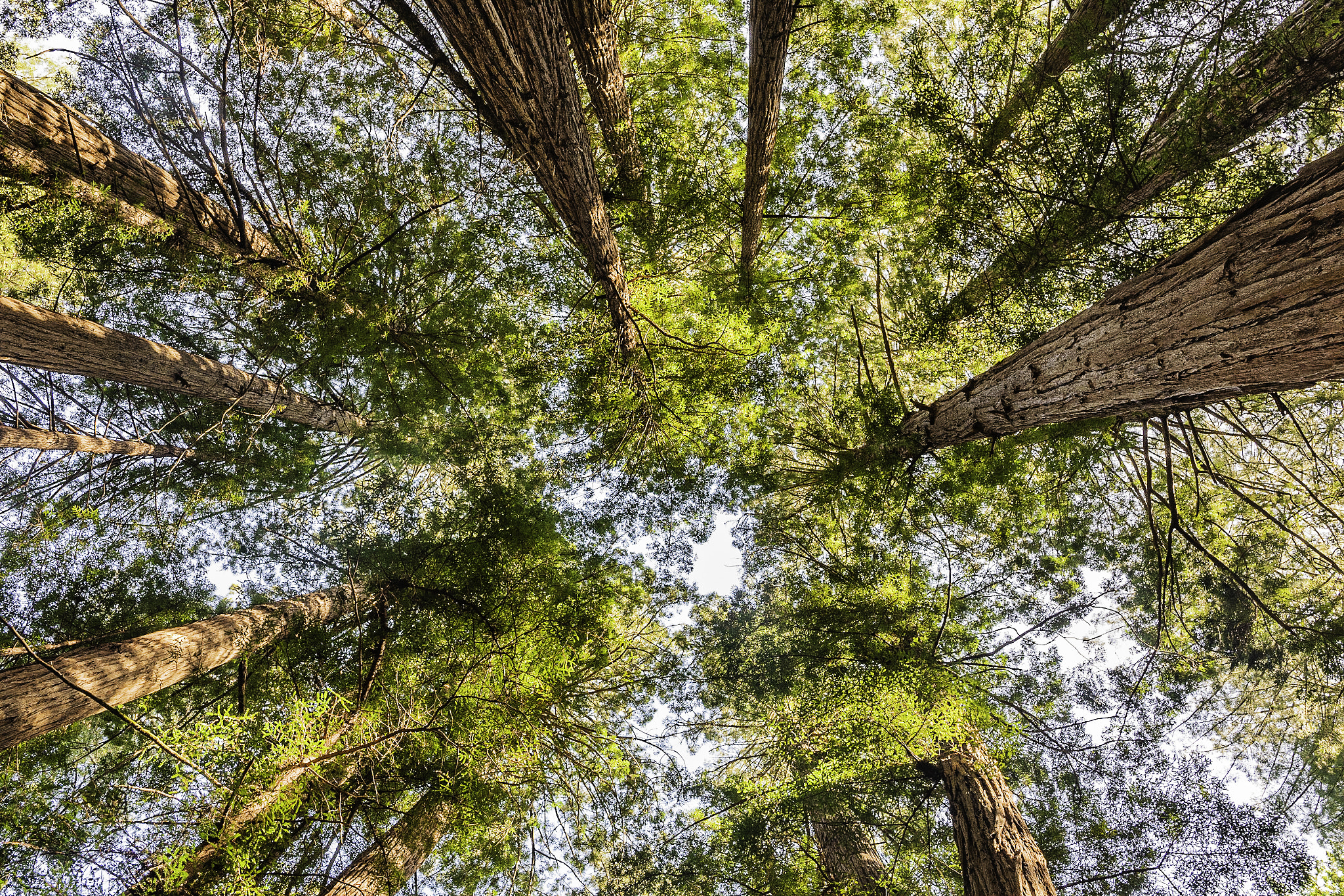 Leica SL (Typ 601) sample photo. Muir woods photography