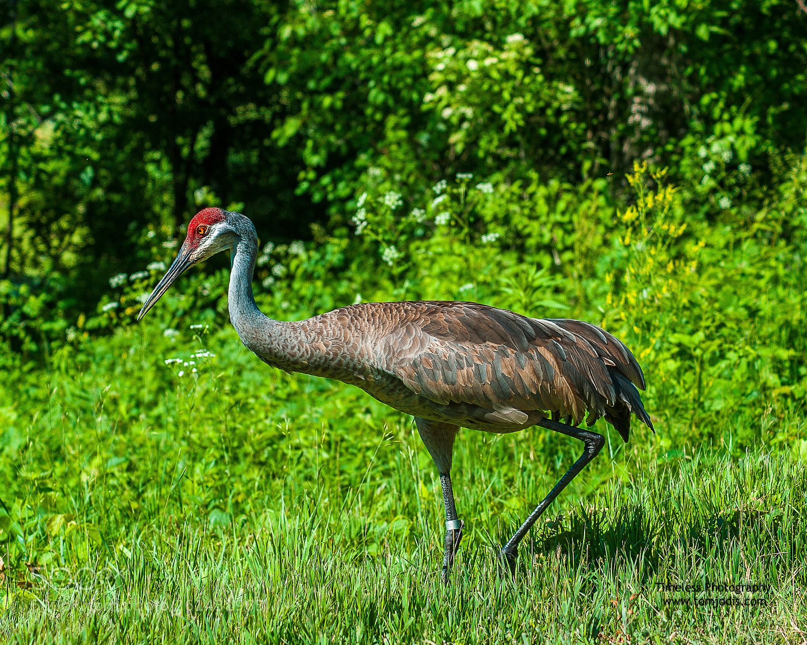 Nikon D700 sample photo. Sandhill crane photography