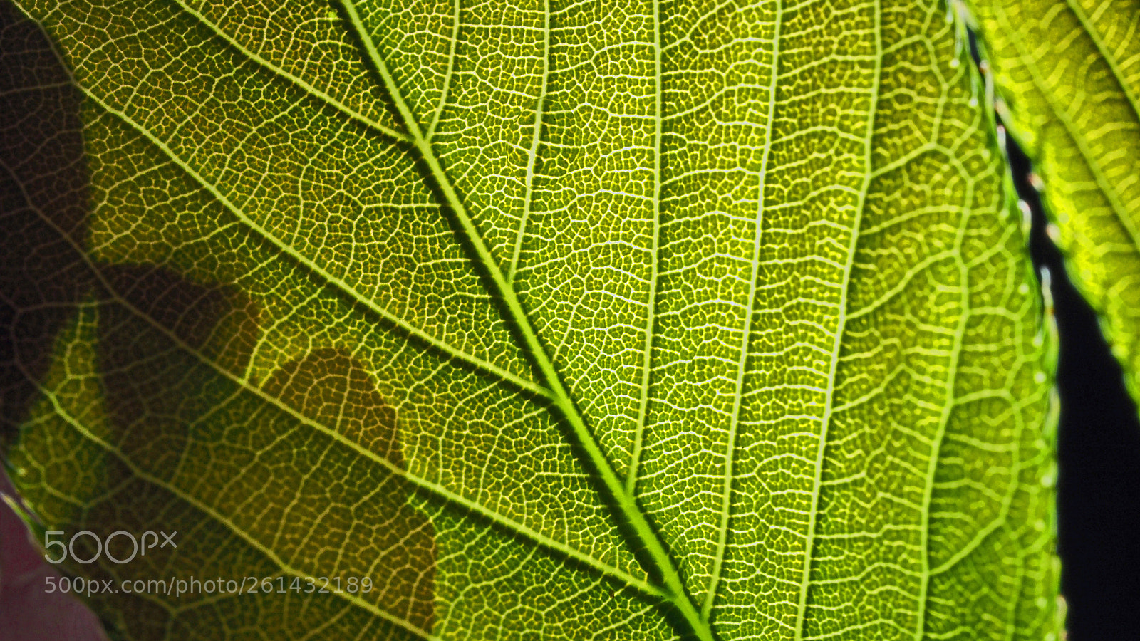 Olympus OM-D E-M5 II sample photo. Leaf macro photography