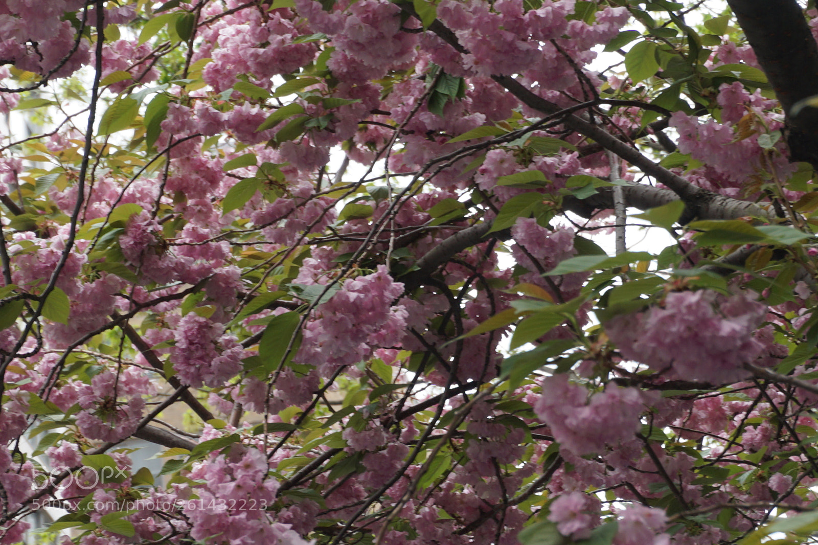 Sony a6000 sample photo. Flower photography