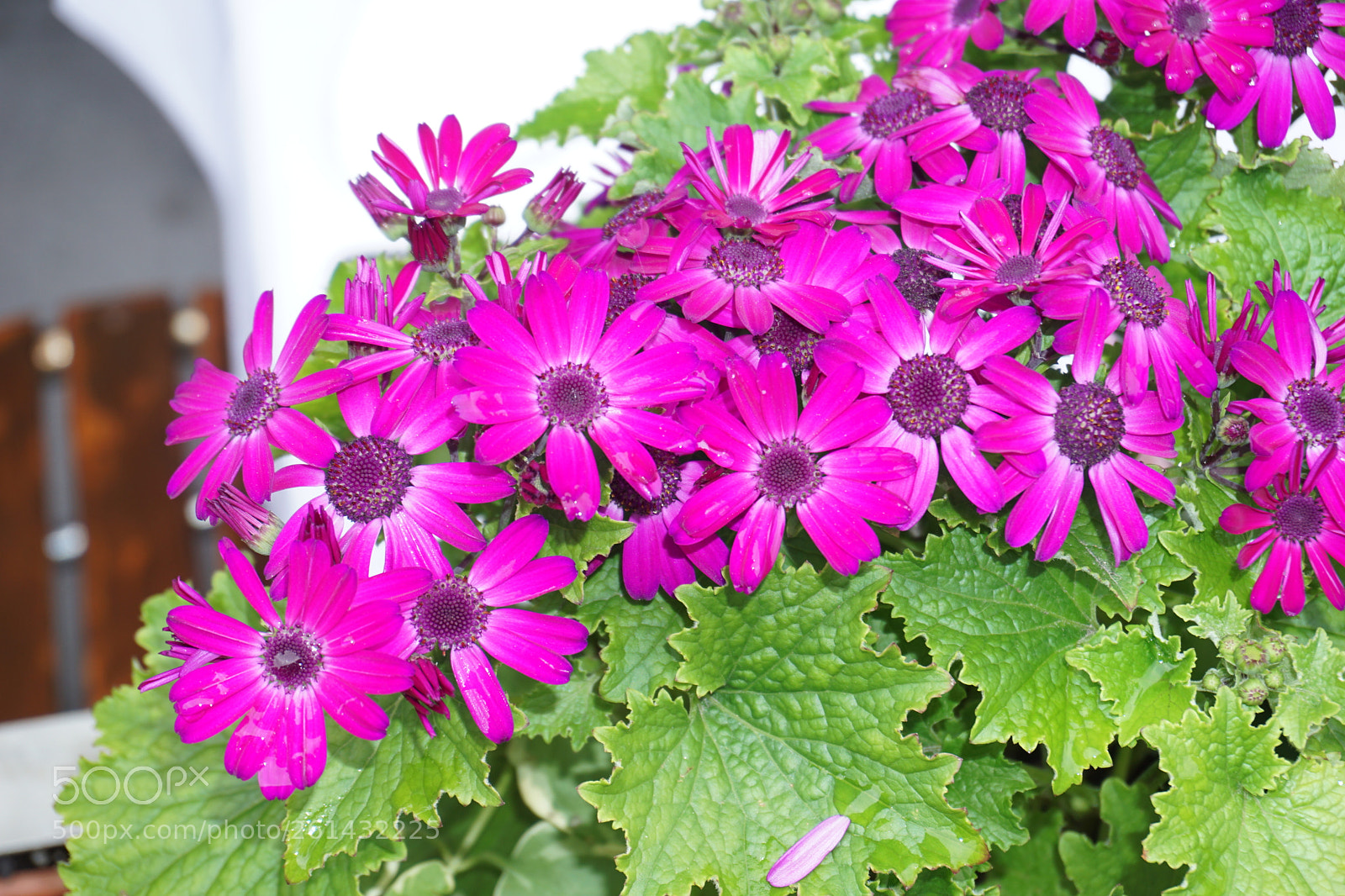Sony a6000 sample photo. Flower photography