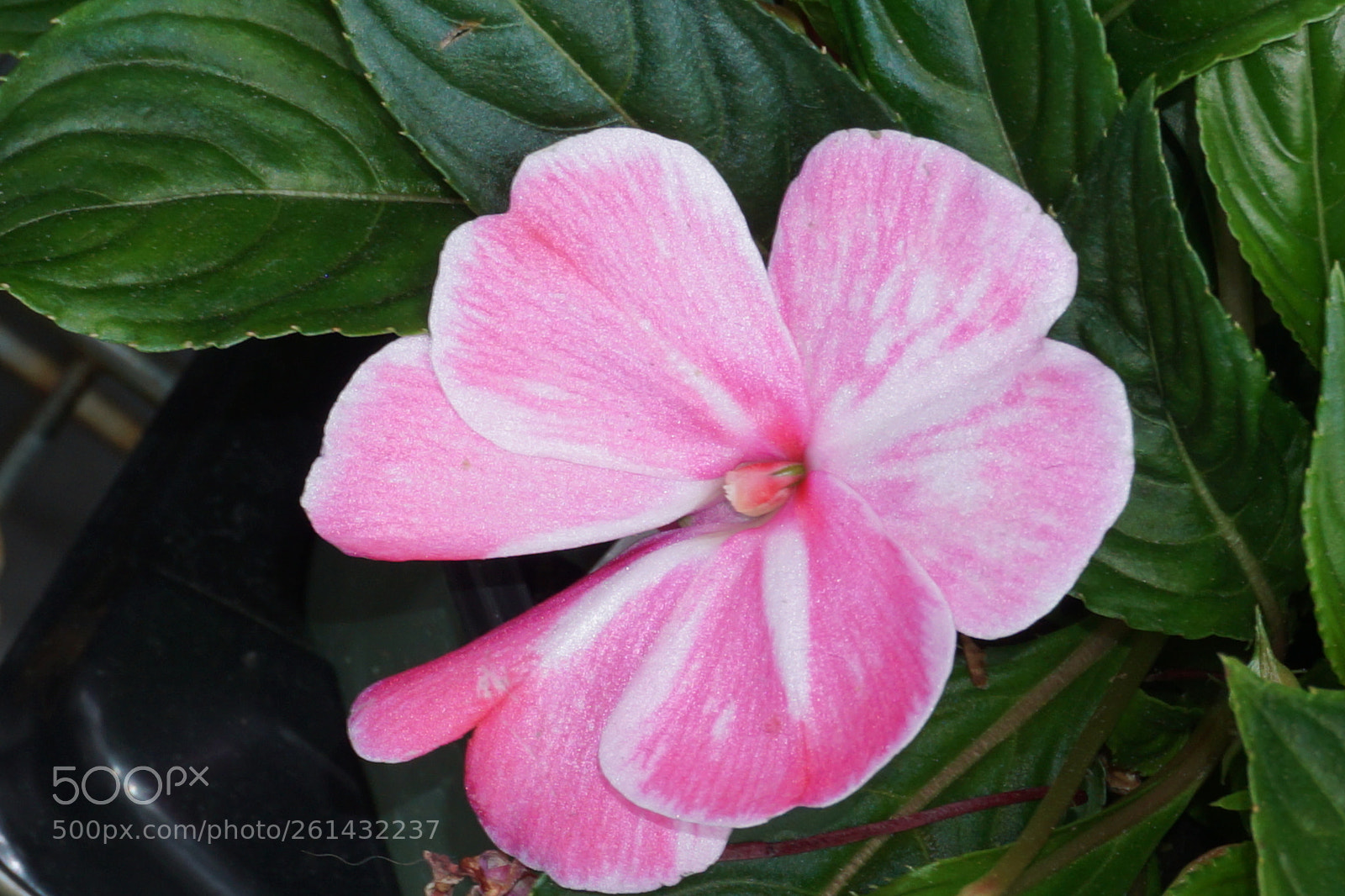 Sony a6000 sample photo. Flower photography