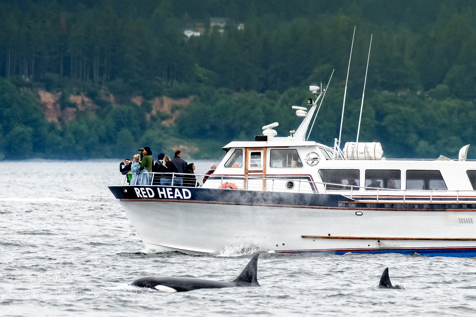 Nikon D850 sample photo. Orcas in the strait photography
