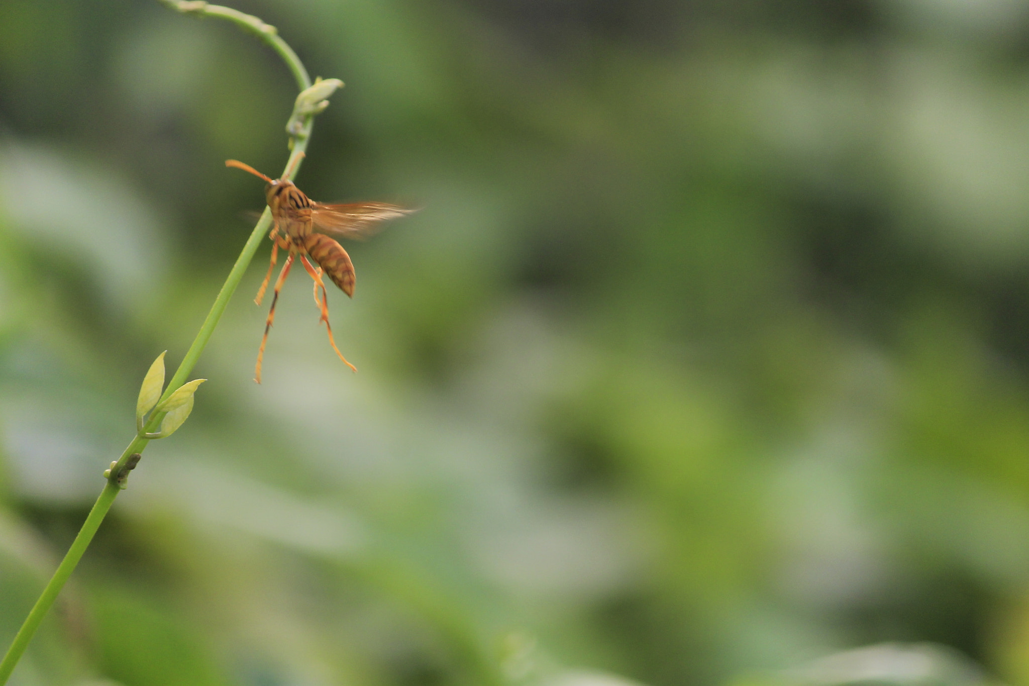 Canon EF-S 55-250mm F4-5.6 IS sample photo. Be at work photography