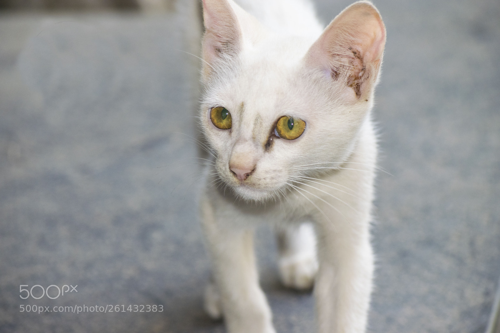 Nikon D3300 sample photo. White cat photography