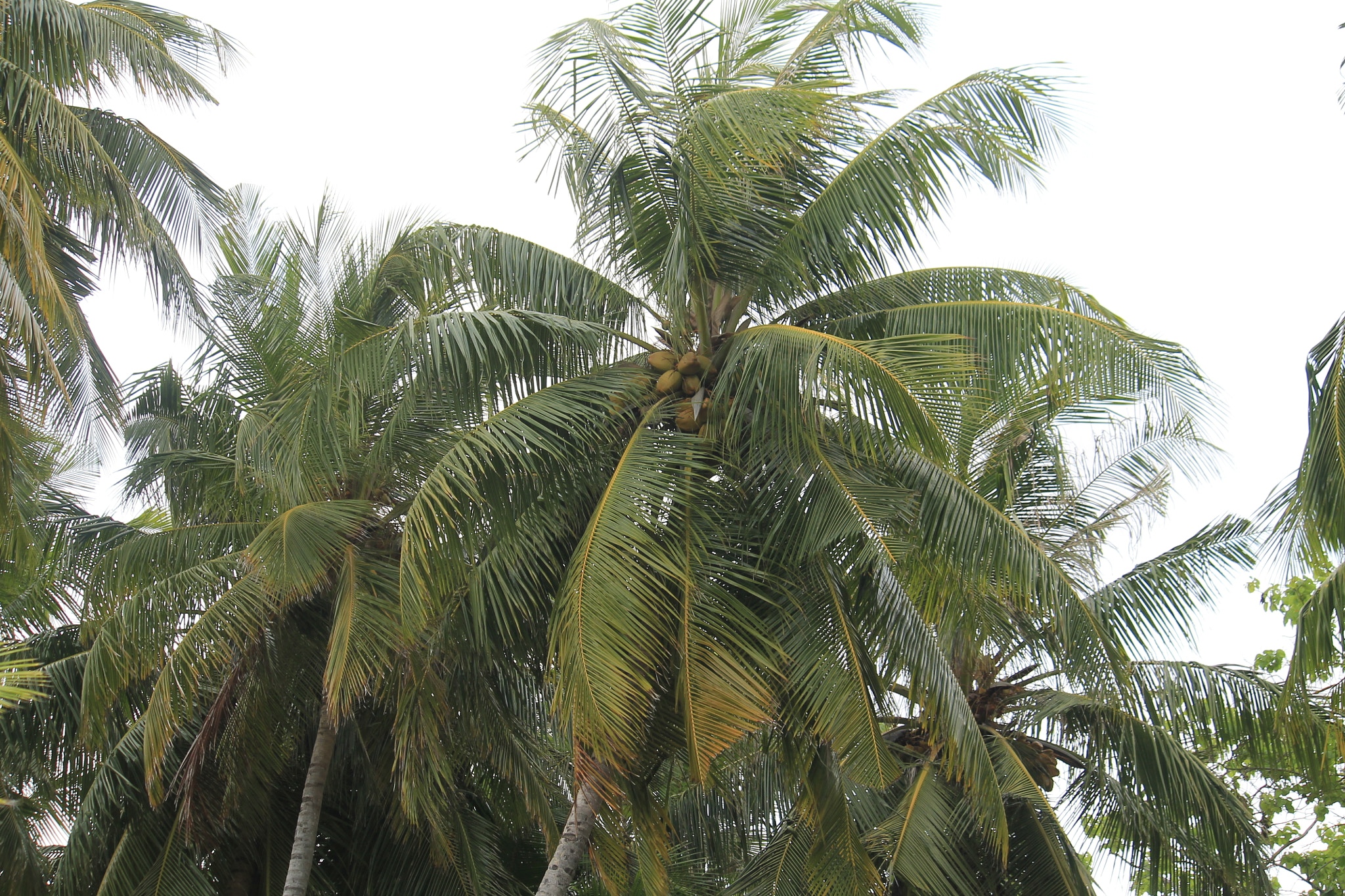Canon EF-S 55-250mm F4-5.6 IS sample photo. Palm tree photography