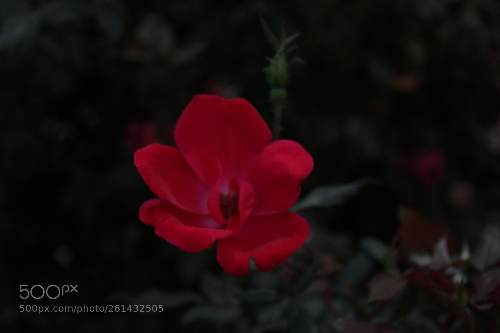 Canon EOS 1200D (EOS Rebel T5 / EOS Kiss X70 / EOS Hi) sample photo. Blooming in the night photography