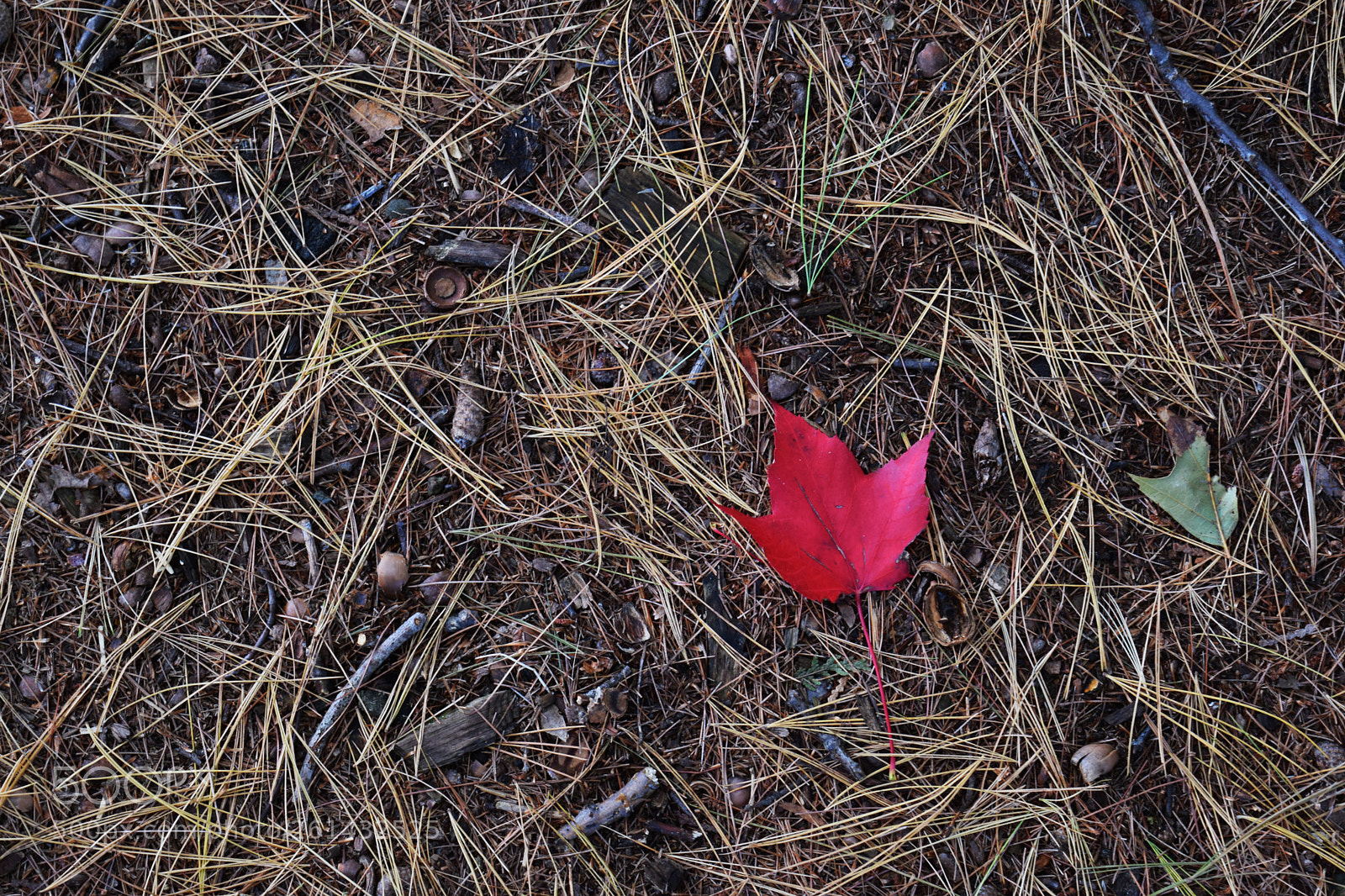 Nikon D5300 sample photo. Nature's true colours photography